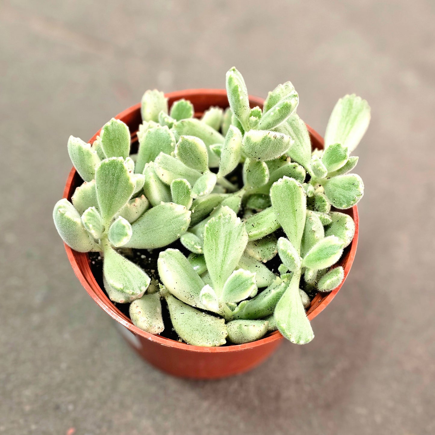 Cotyledon tomentosa Variegated 'Bear's Paw' Succulent