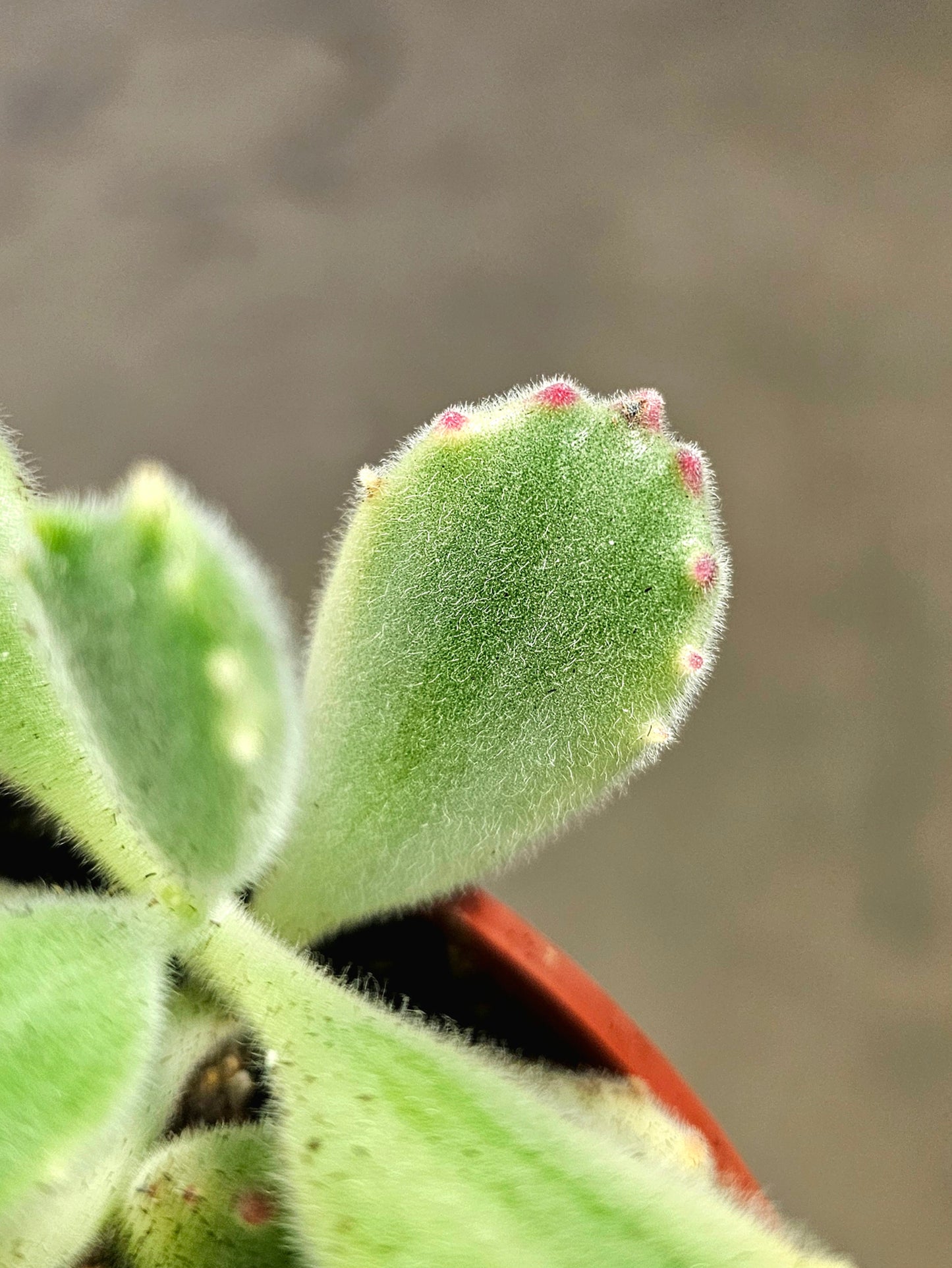 Cotyledon tomentosa Variegated 'Bear's Paw' Succulent