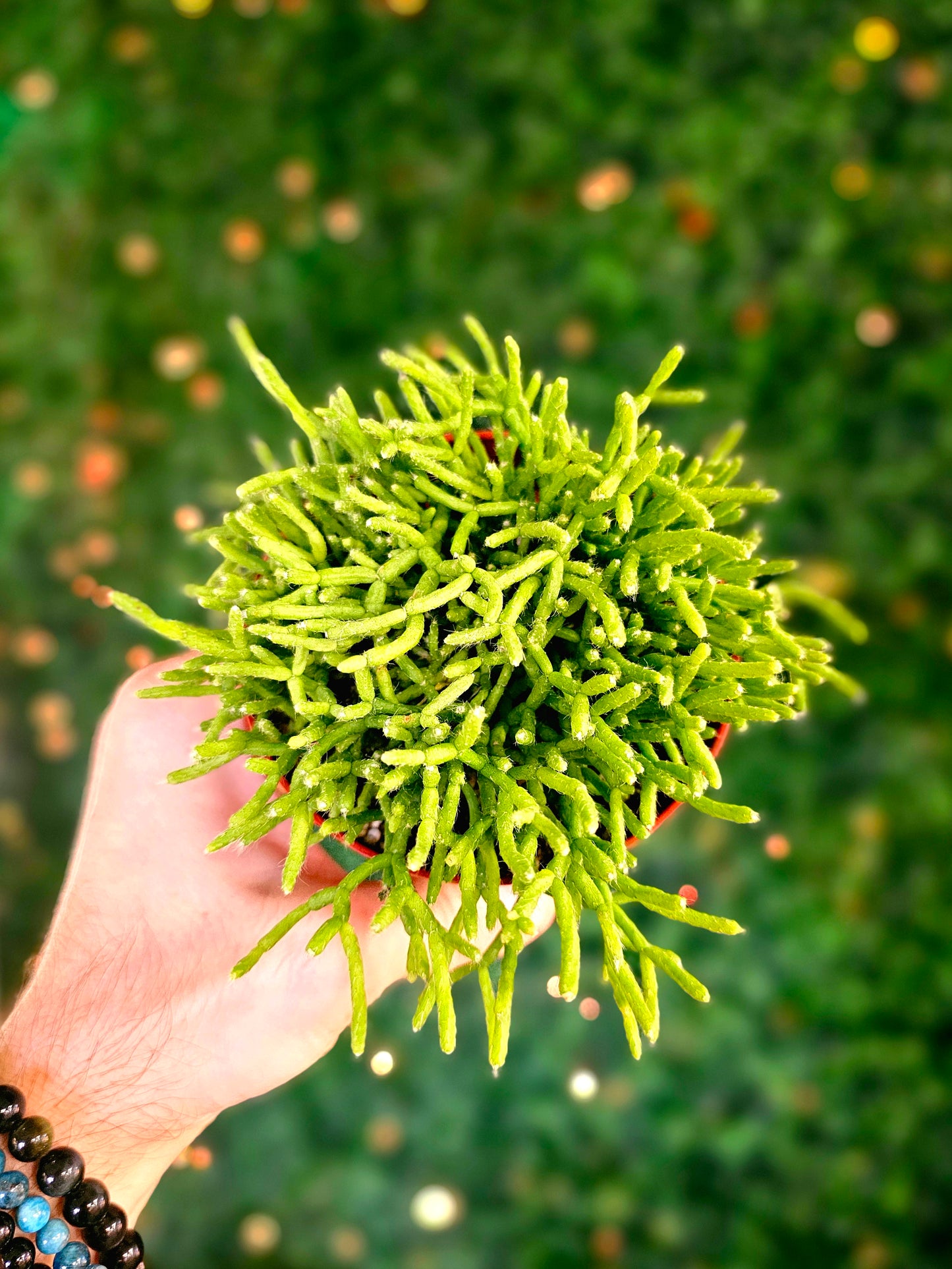 Rhipsalis cereuscula "Mistletoe Cactus"