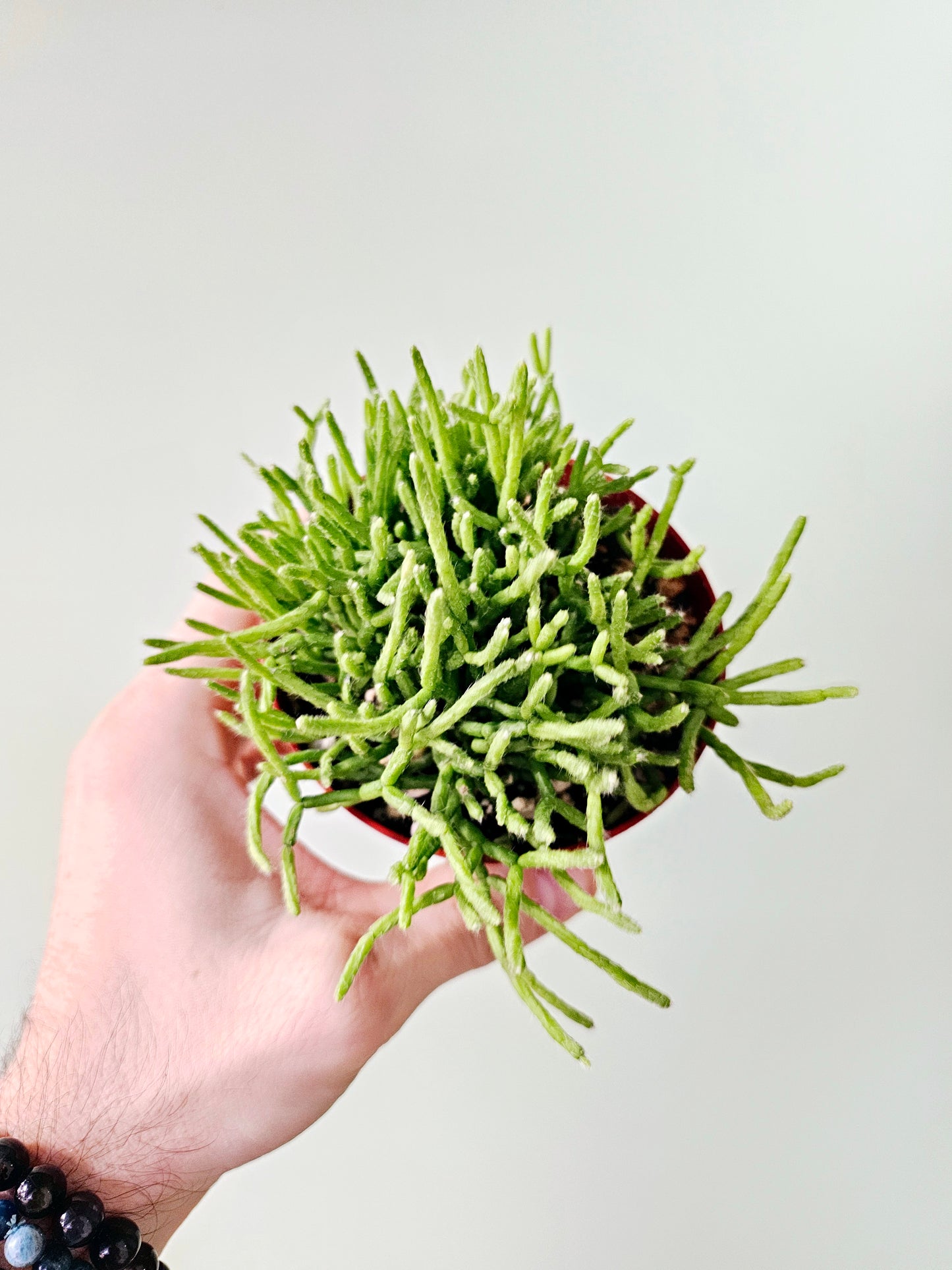 Rhipsalis cereuscula "Mistletoe Cactus"