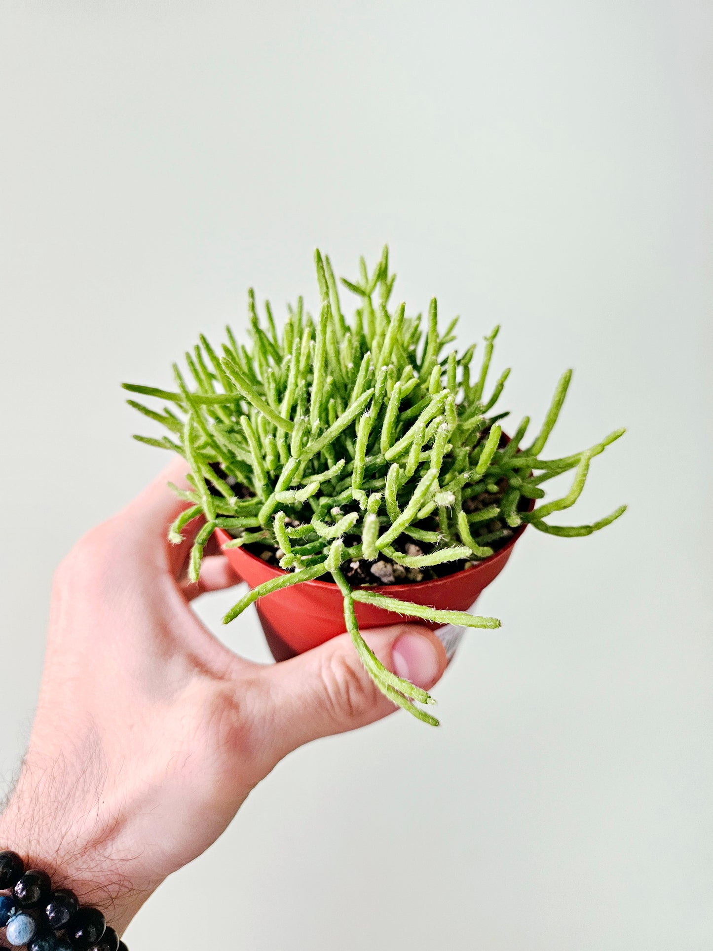 Rhipsalis cereuscula "Mistletoe Cactus"