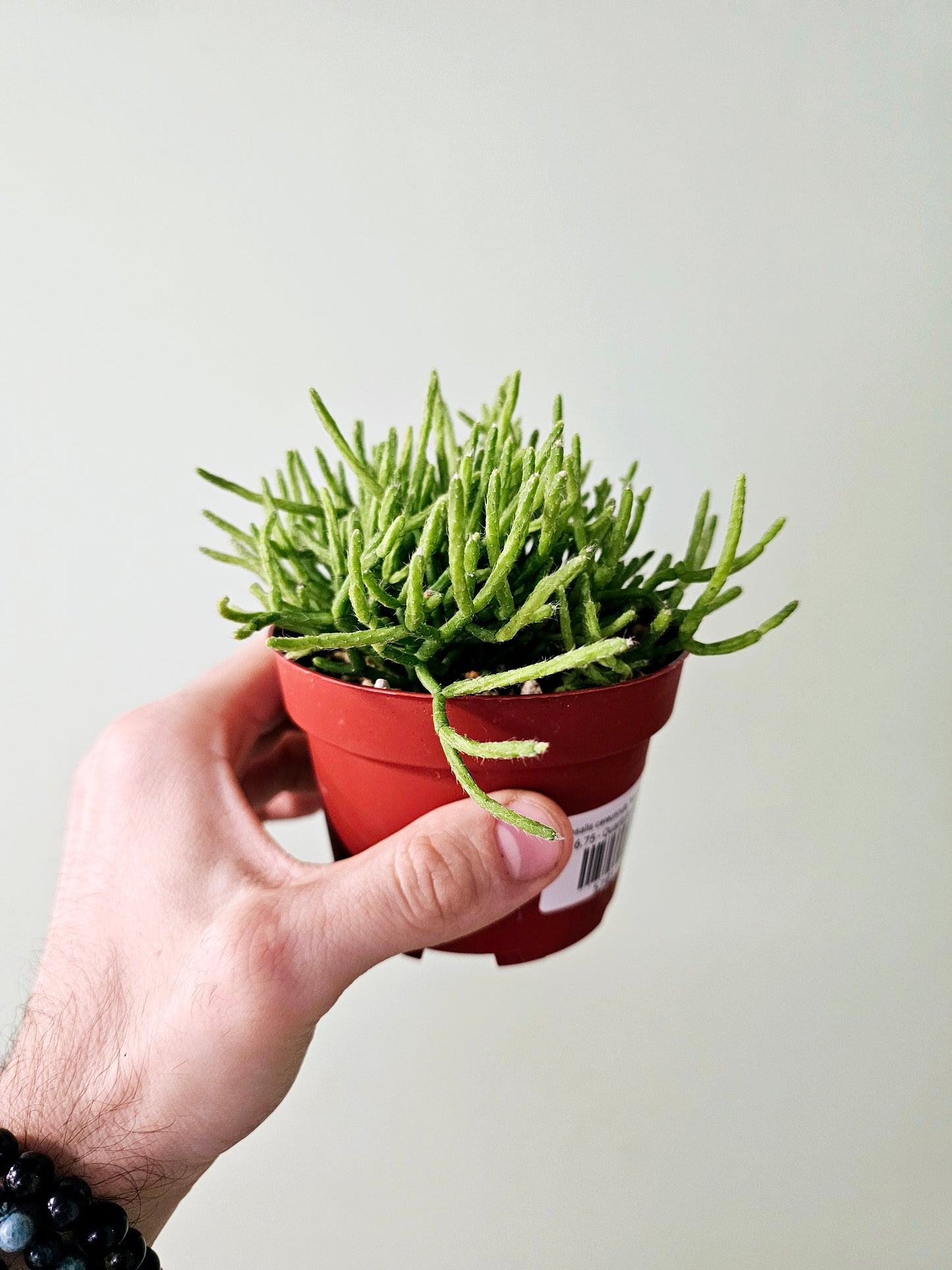 Rhipsalis cereuscula "Mistletoe Cactus"