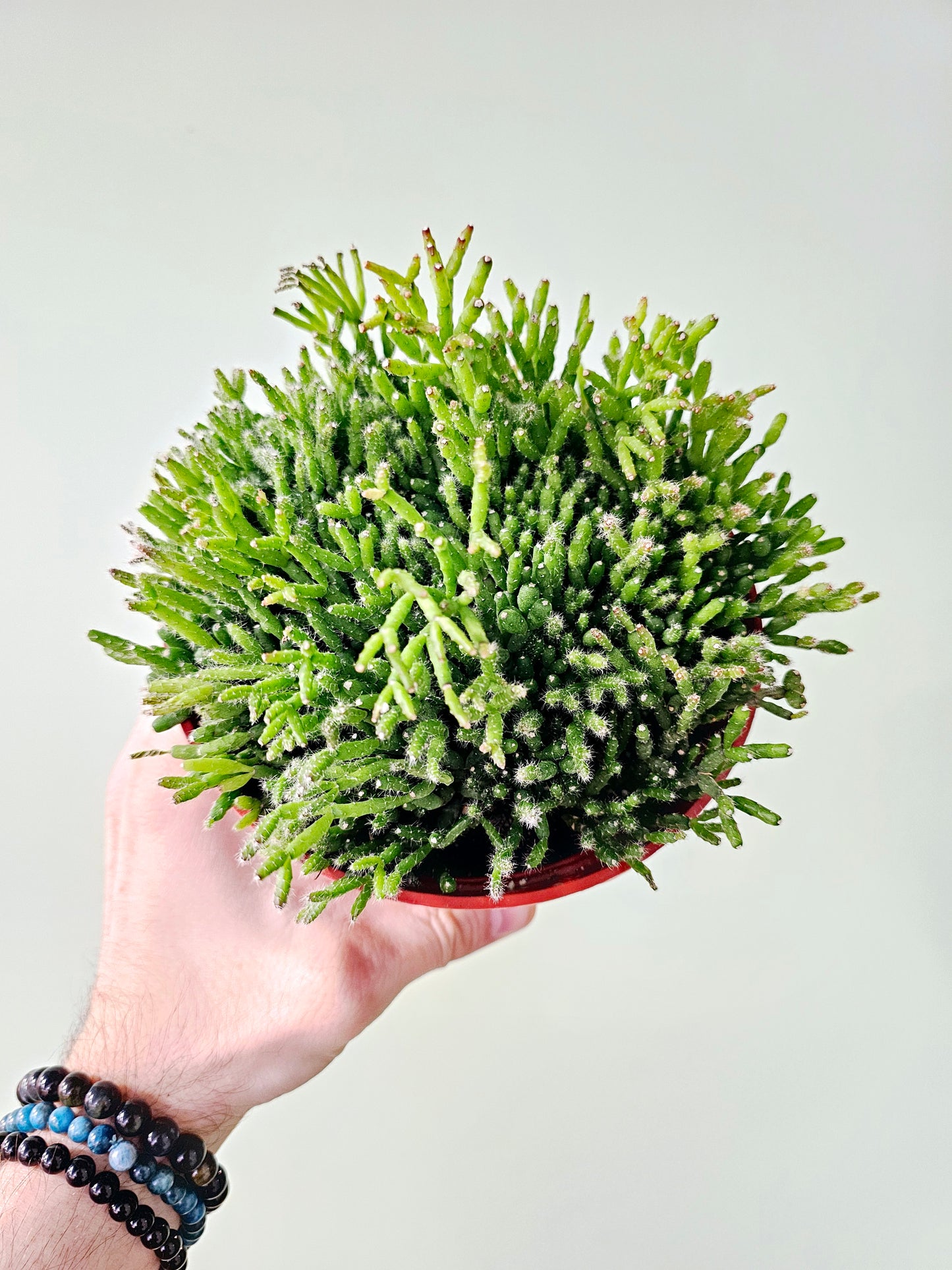 Rhipsalis cereuscula "Mistletoe Cactus"