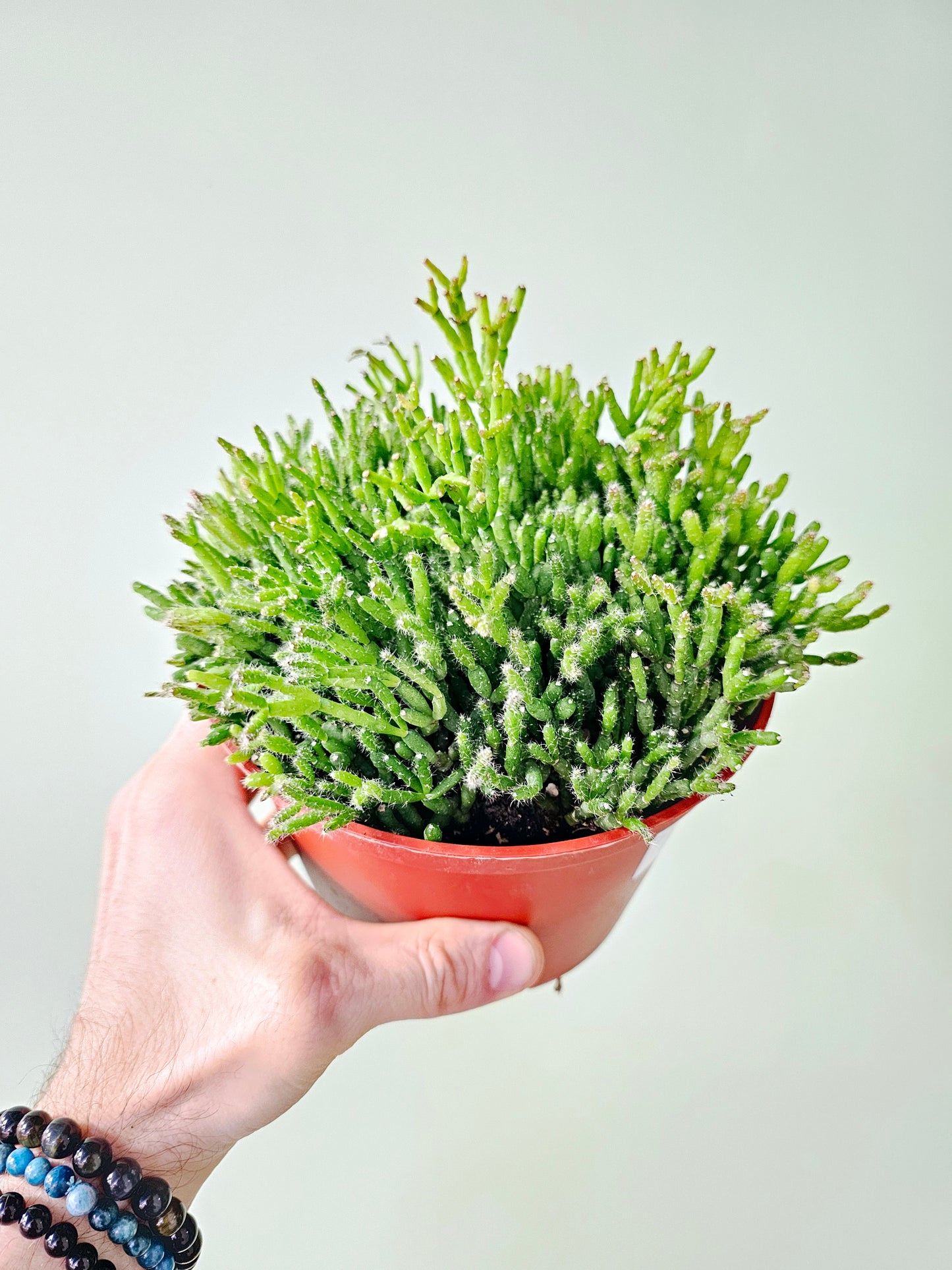 Rhipsalis cereuscula "Mistletoe Cactus"