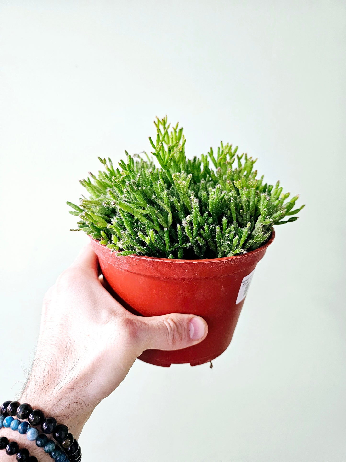 Rhipsalis cereuscula "Mistletoe Cactus"