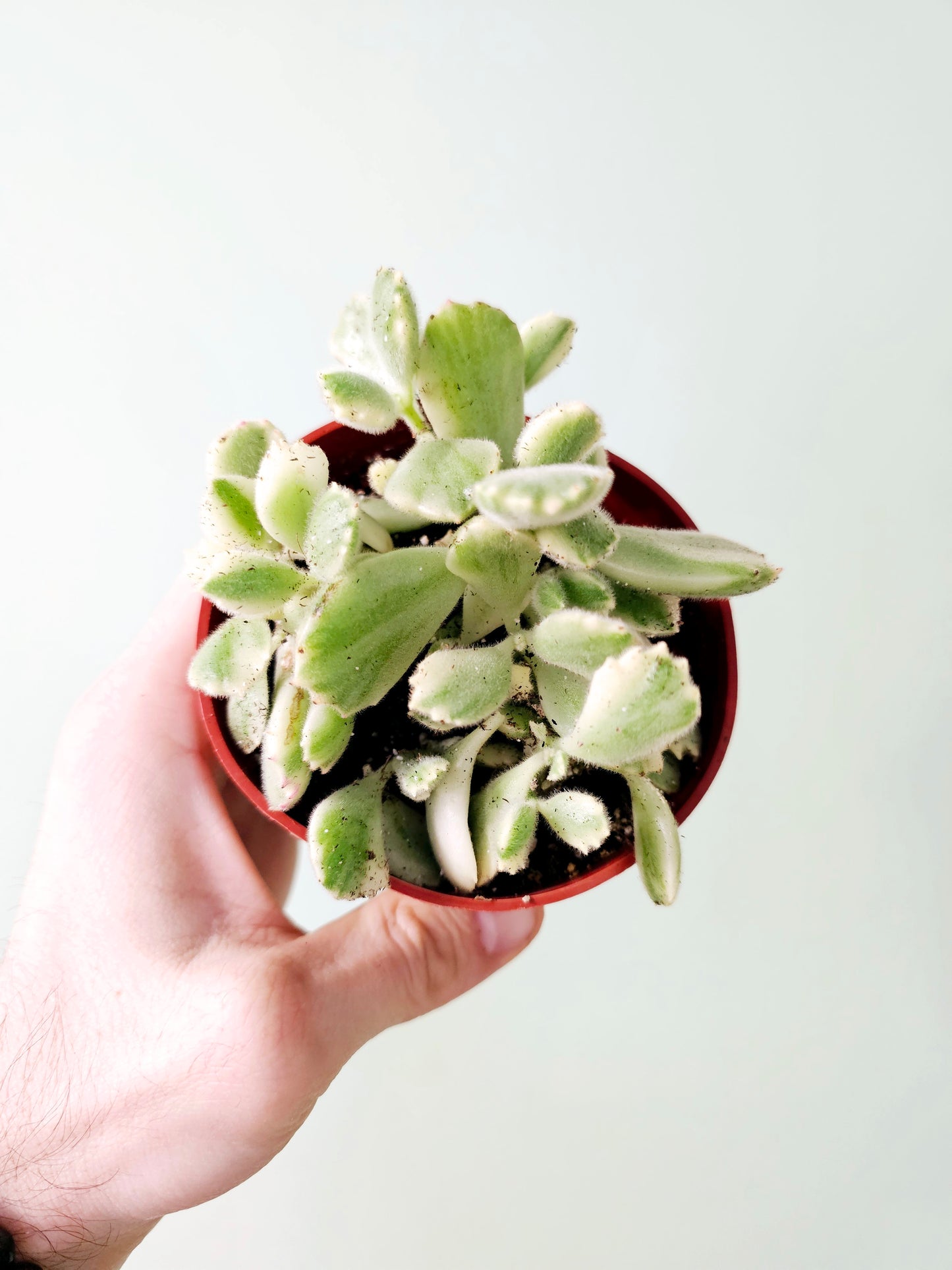 Cotyledon tomentosa Variegated 'Bear's Paw' Succulent