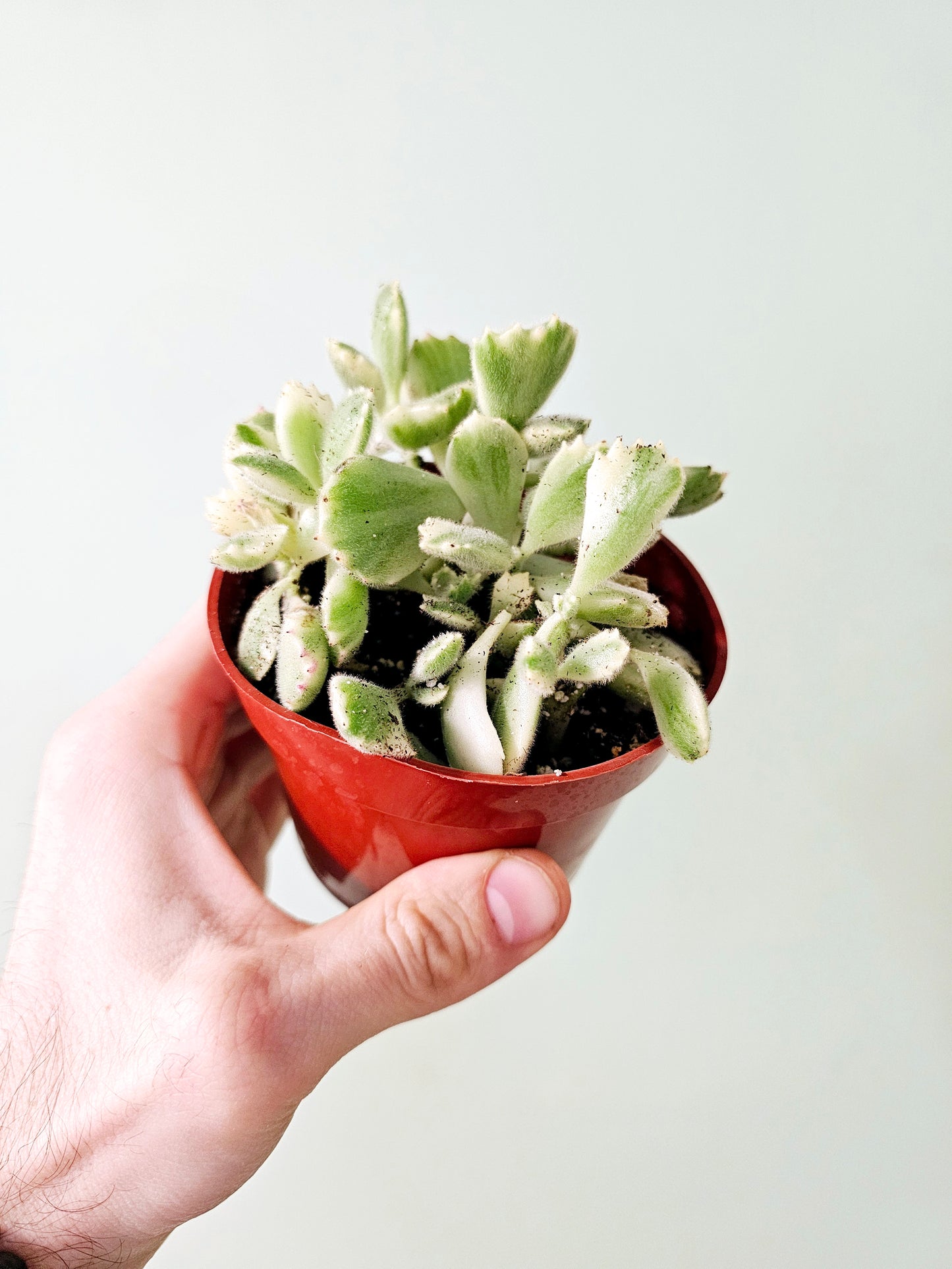 Cotyledon tomentosa Variegated 'Bear's Paw' Succulent