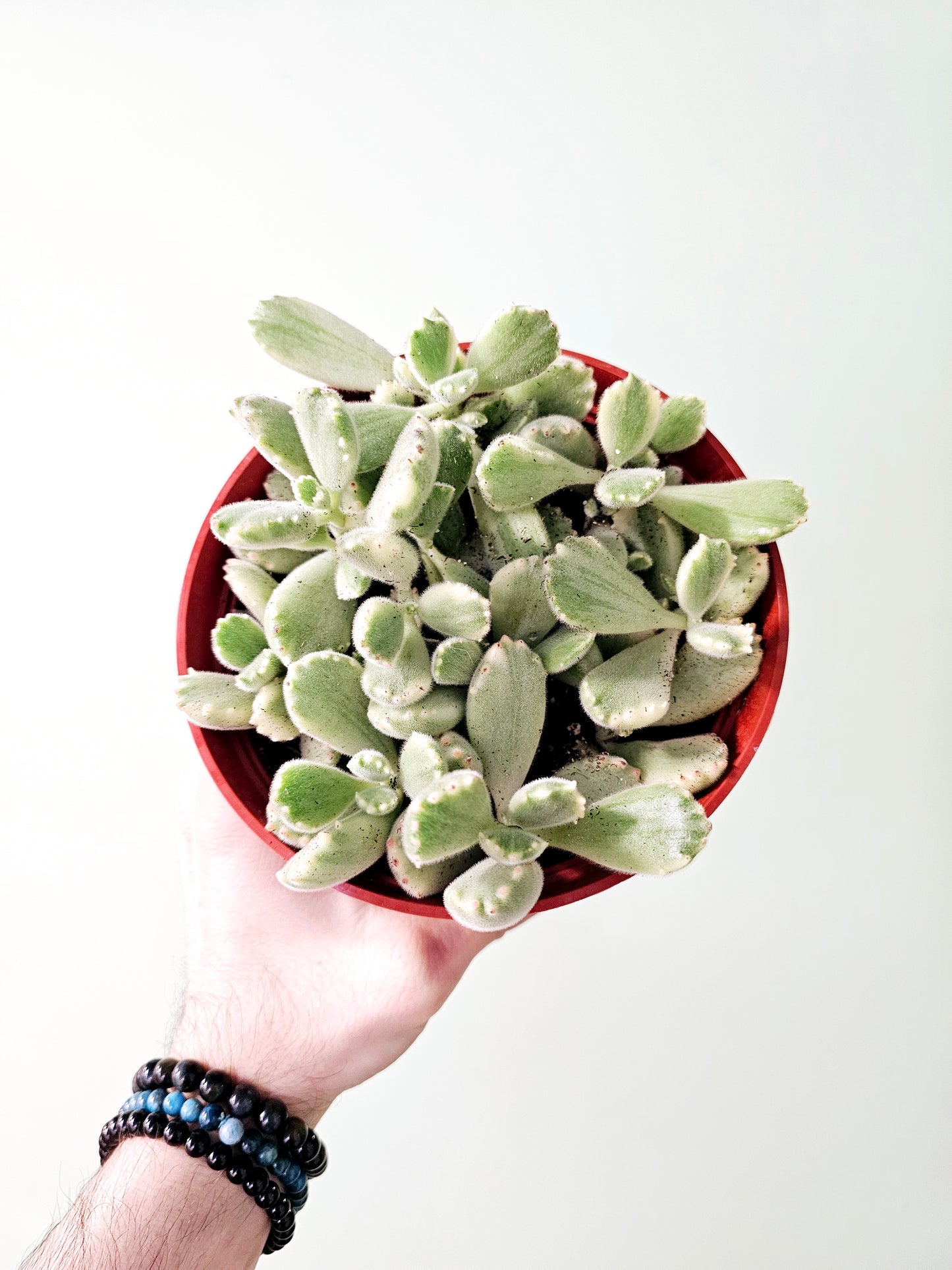 Cotyledon tomentosa Variegated 'Bear's Paw' Succulent