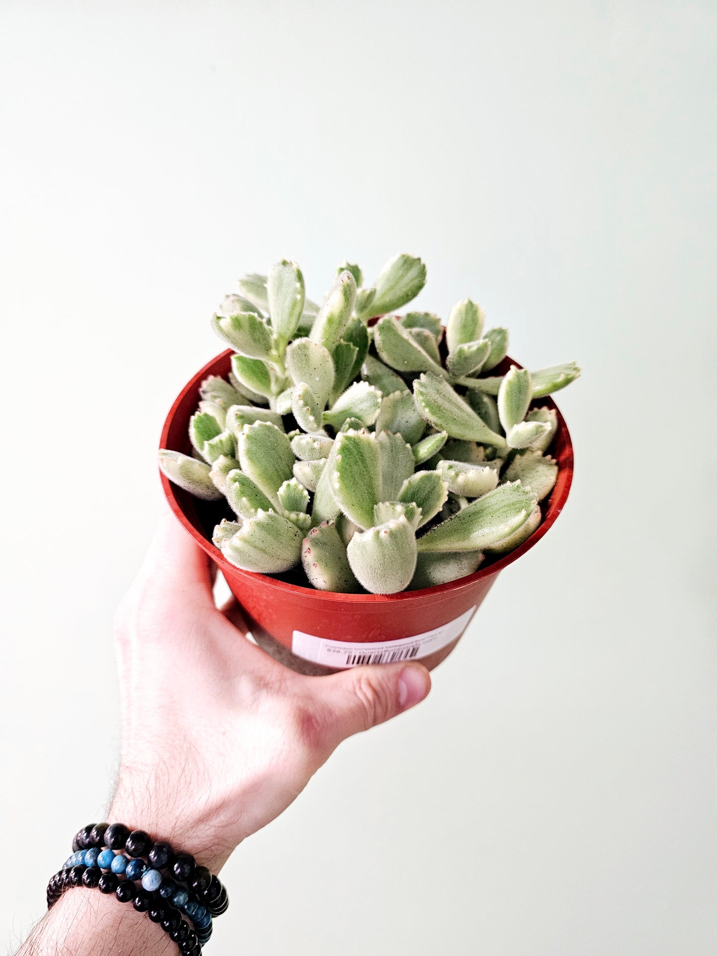 Cotyledon tomentosa Variegated 'Bear's Paw' Succulent