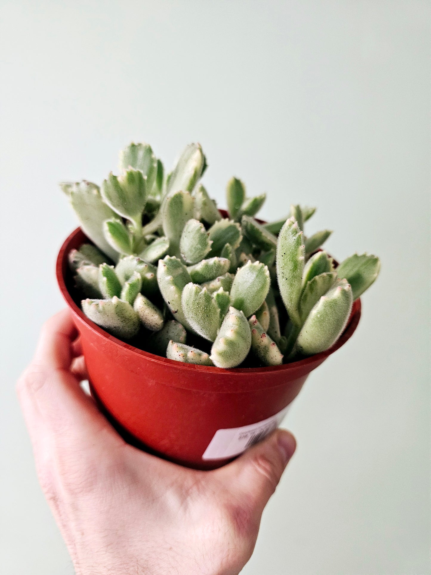 Cotyledon tomentosa Variegated 'Bear's Paw' Succulent