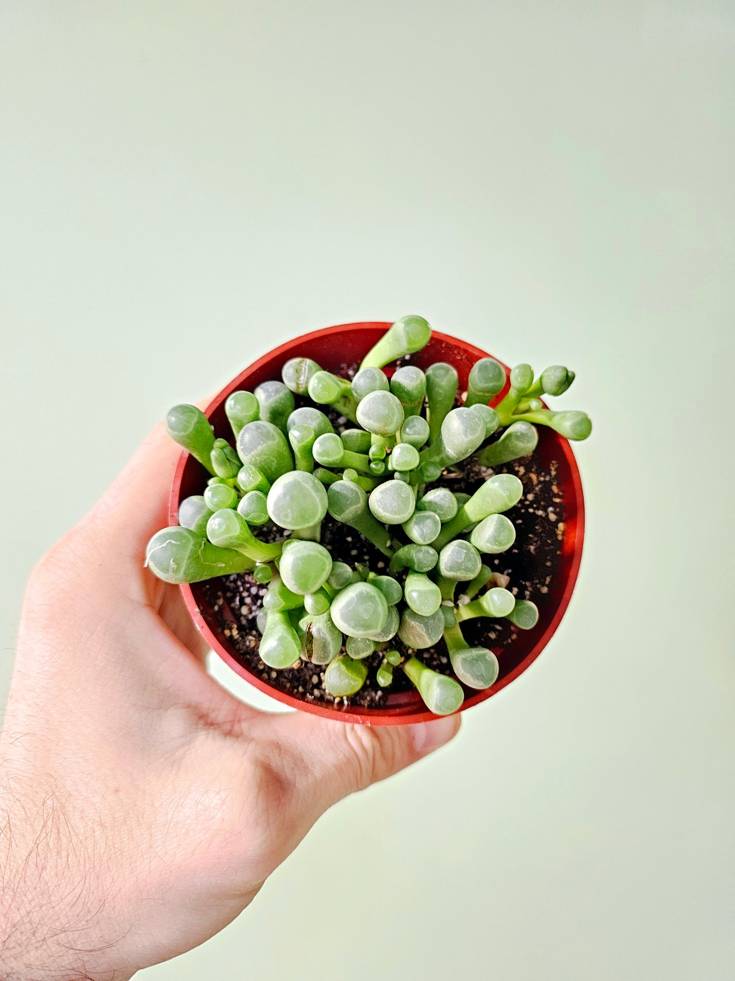 Fenestraria aurantiaca "Baby Toes" 4"