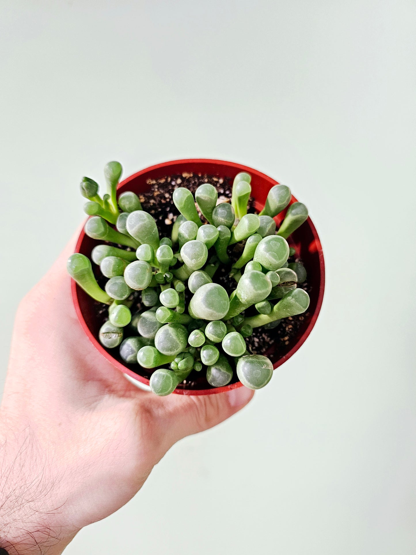 Fenestraria aurantiaca "Baby Toes" 4"