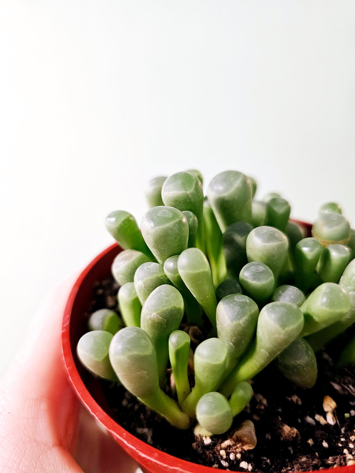 Fenestraria aurantiaca "Baby Toes" 4"