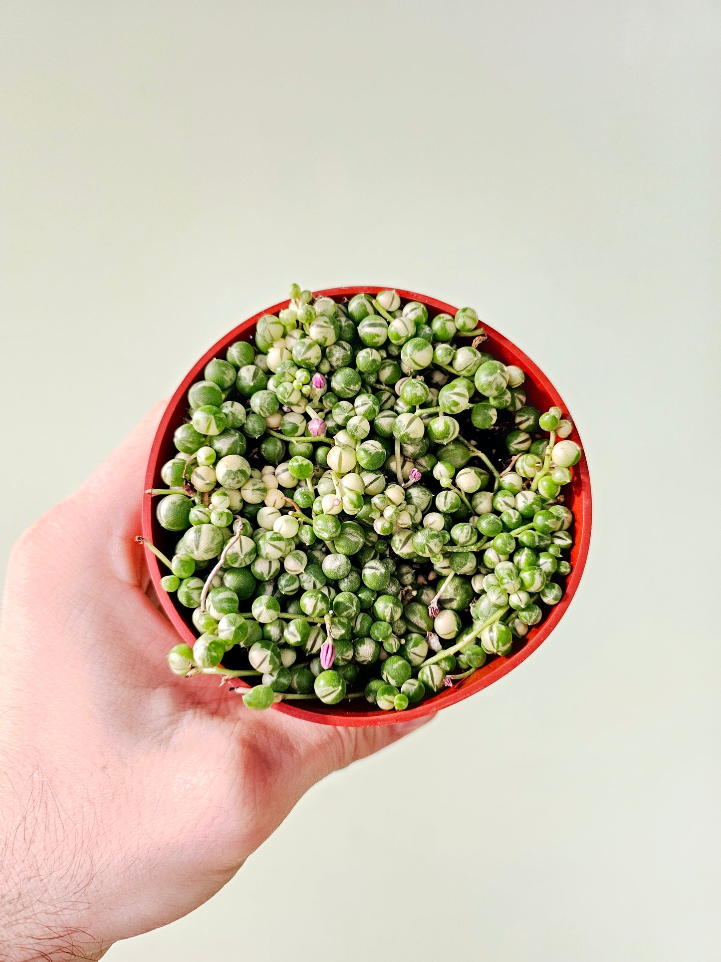 Senecio rowleyanus Variegated "String of Pearls" 4"