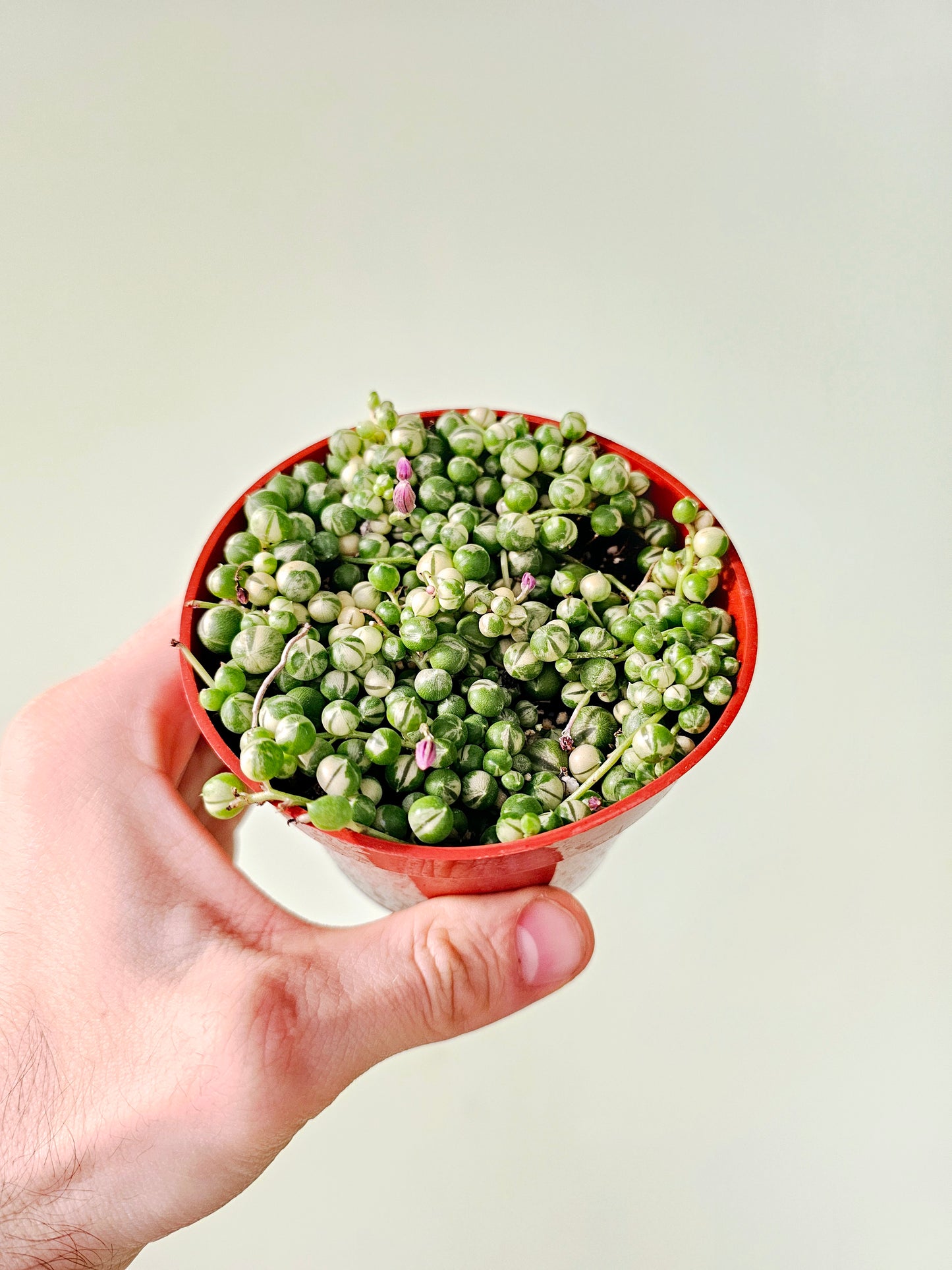 Senecio rowleyanus Variegated "String of Pearls" 4"