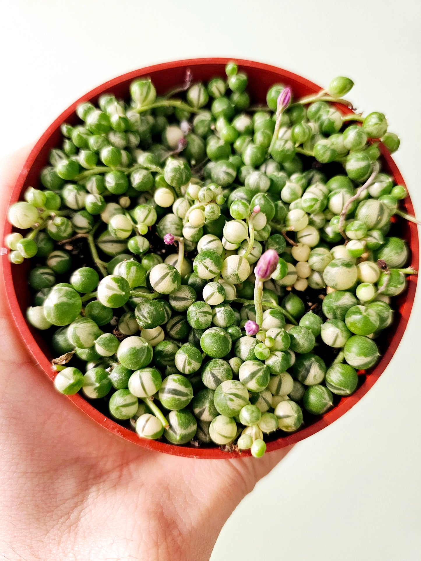 Senecio rowleyanus Variegated "String of Pearls" 4"