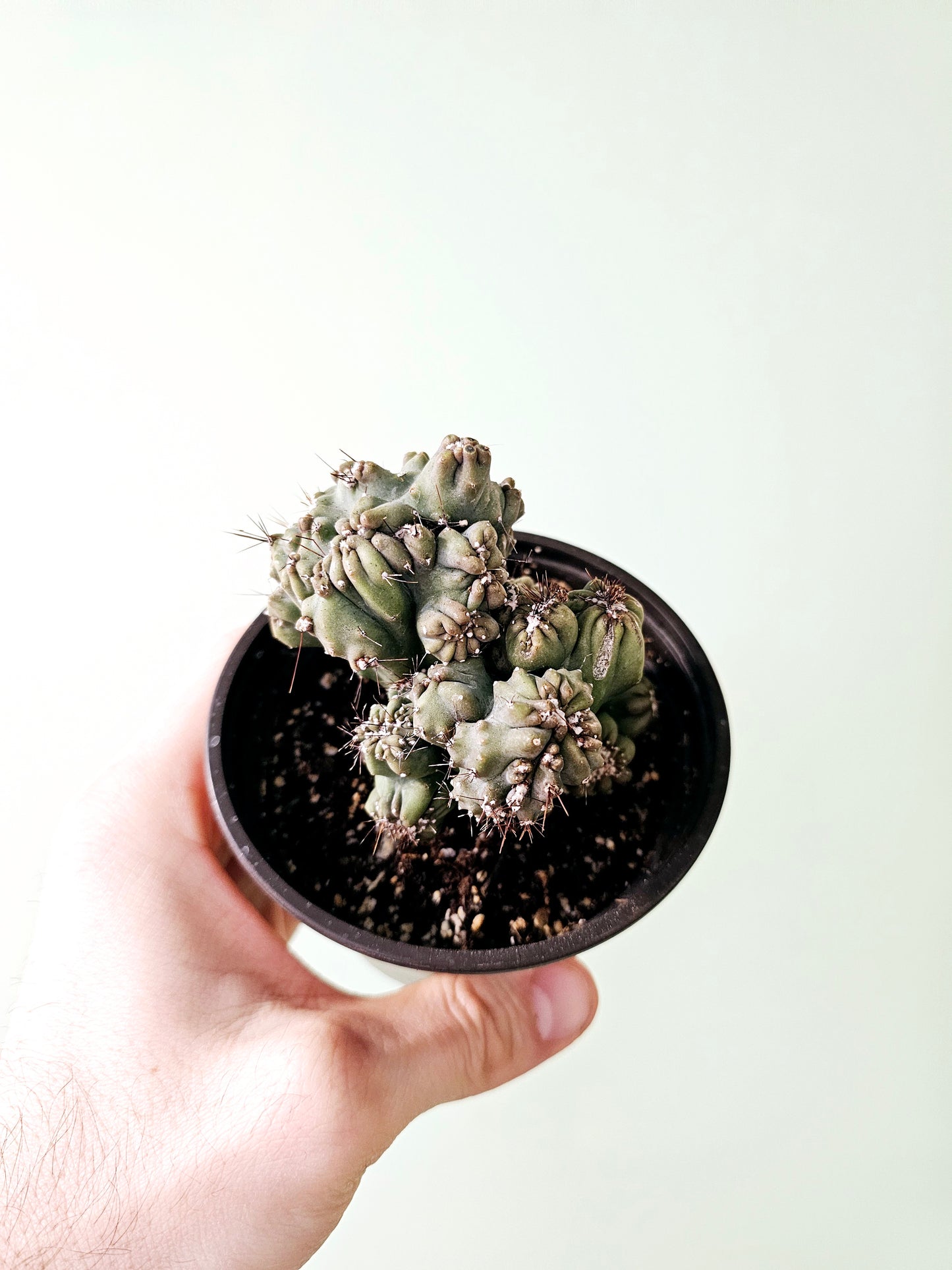 Cereus forbesii monstrose 'Ming Thing' 4"