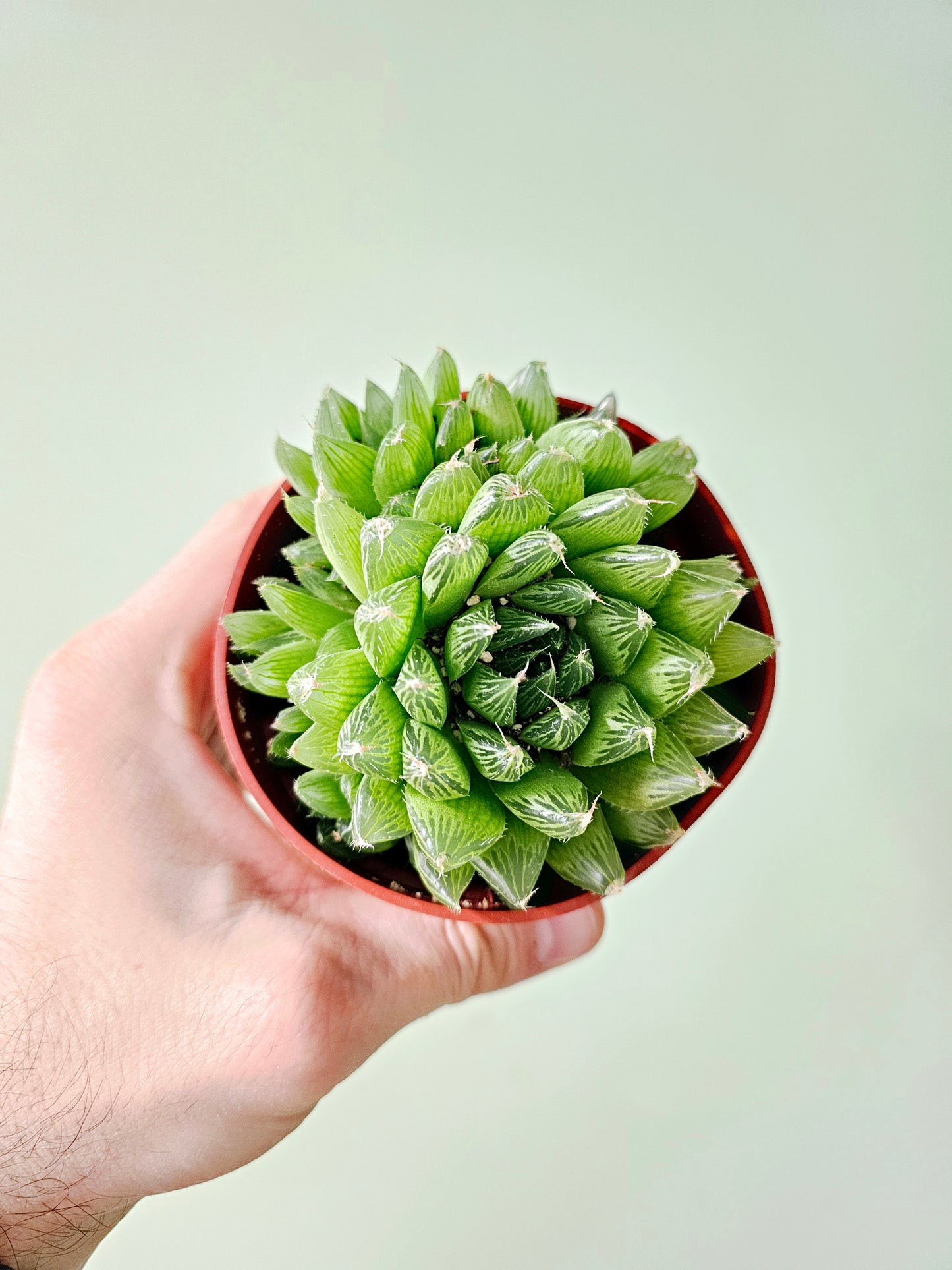 Haworthia cooperi Variegated 4"