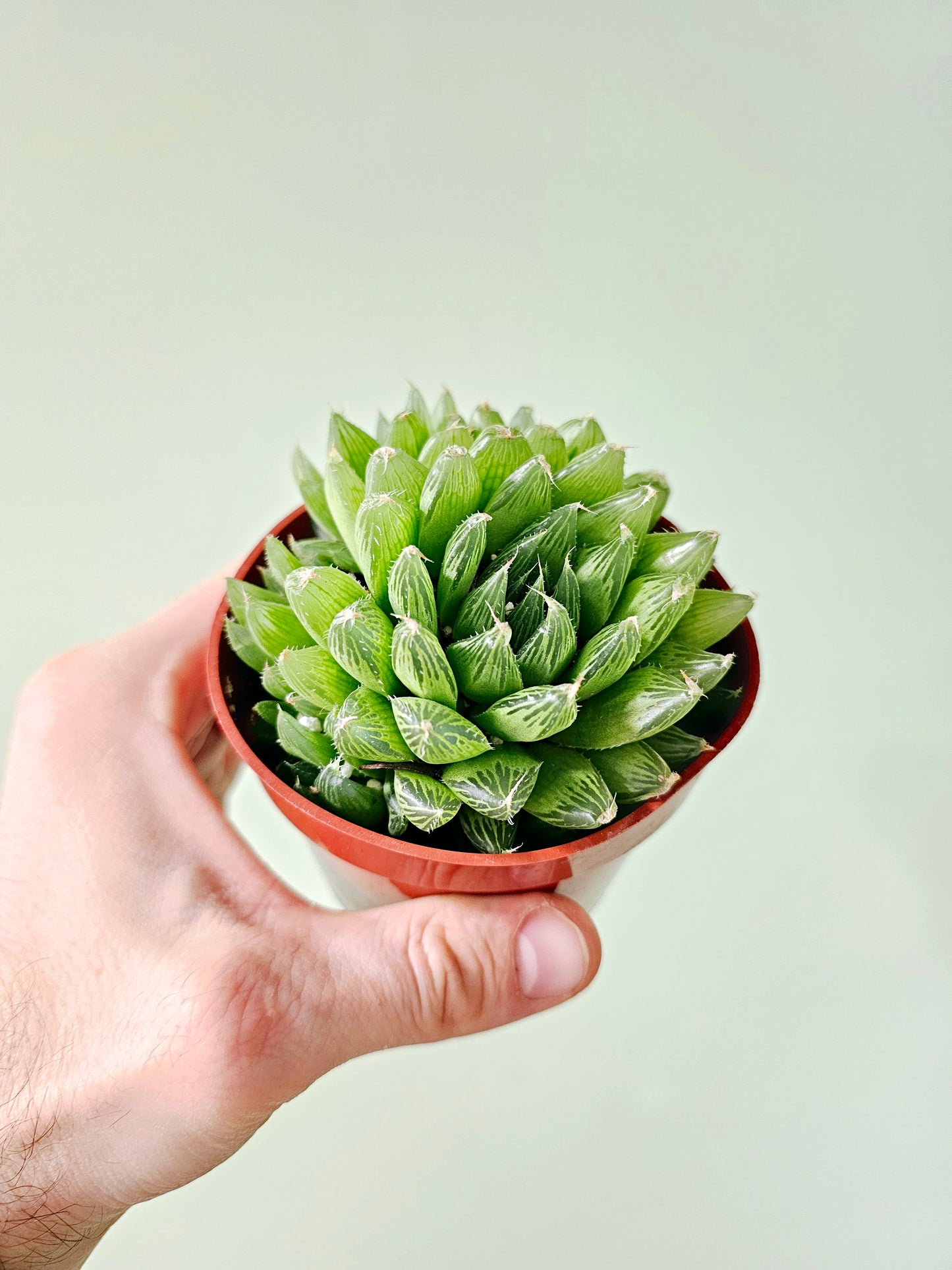 Haworthia cooperi Variegated 4"