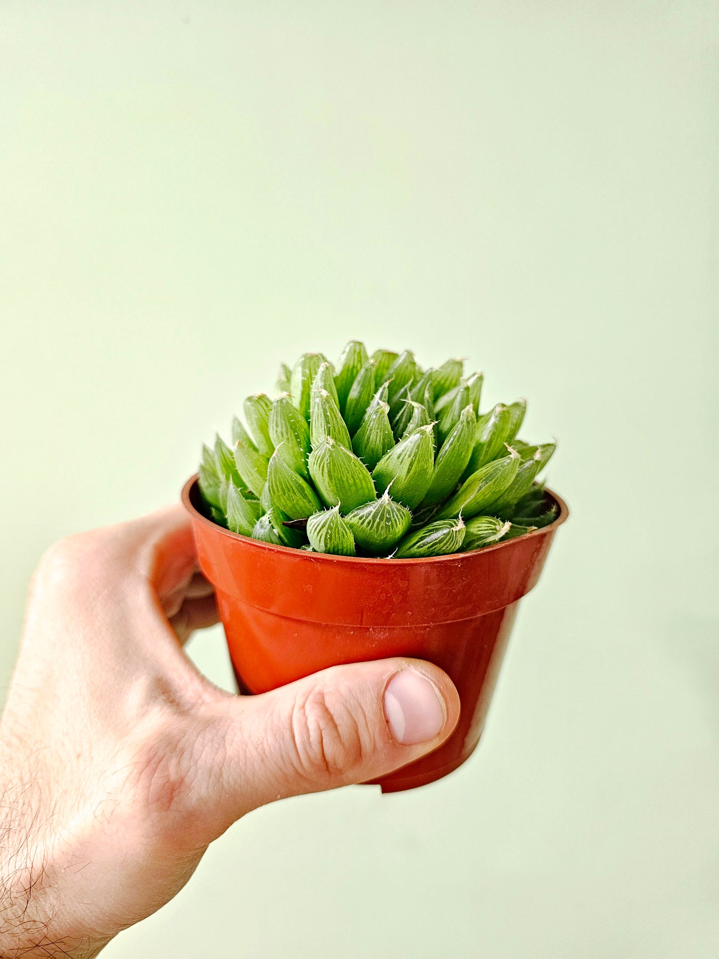 Haworthia cooperi Variegated 4"