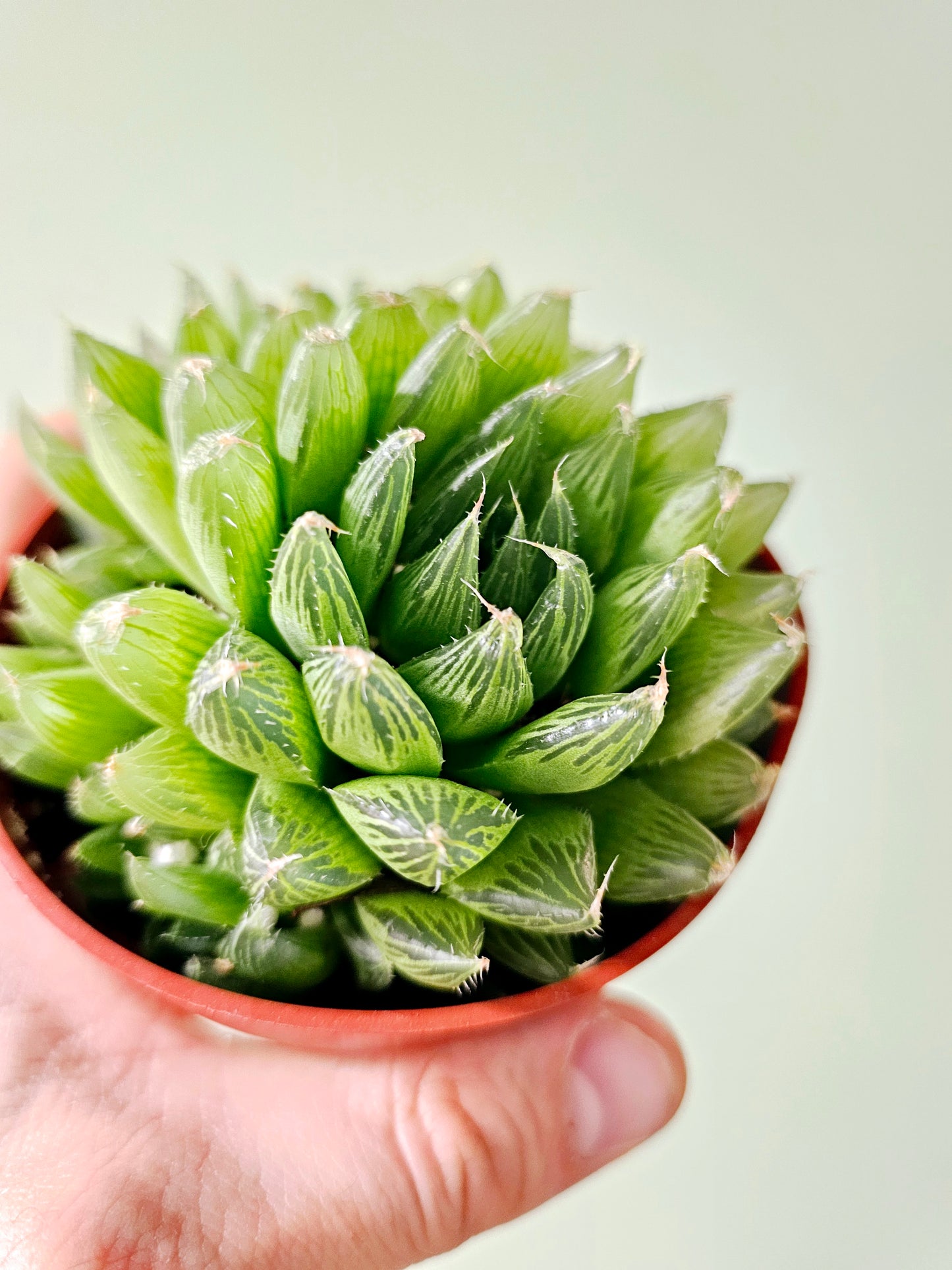 Haworthia cooperi Variegated 4"