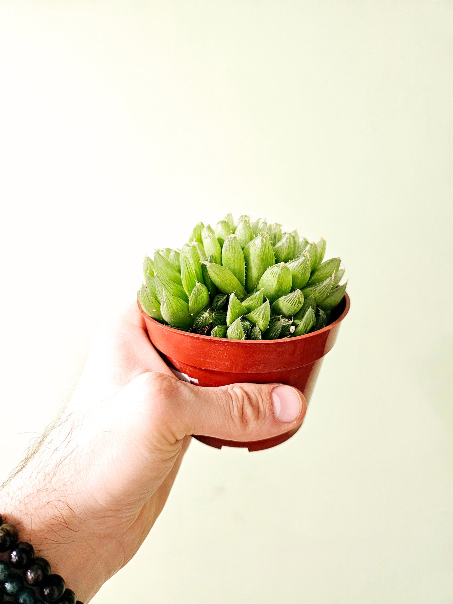 Haworthia cooperi Variegated 4"