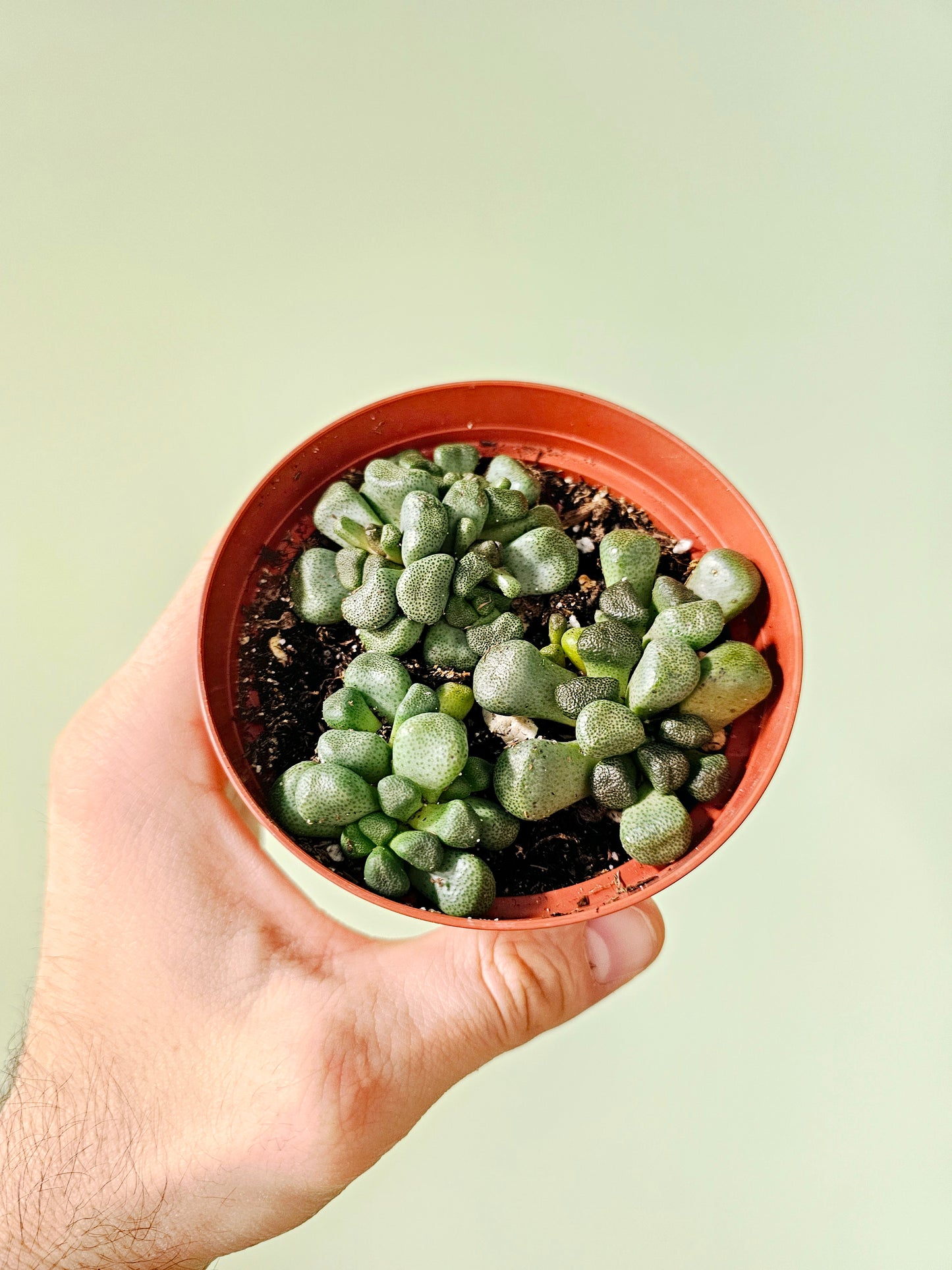 Aloinopsis schooneesii "Living stones" 4"