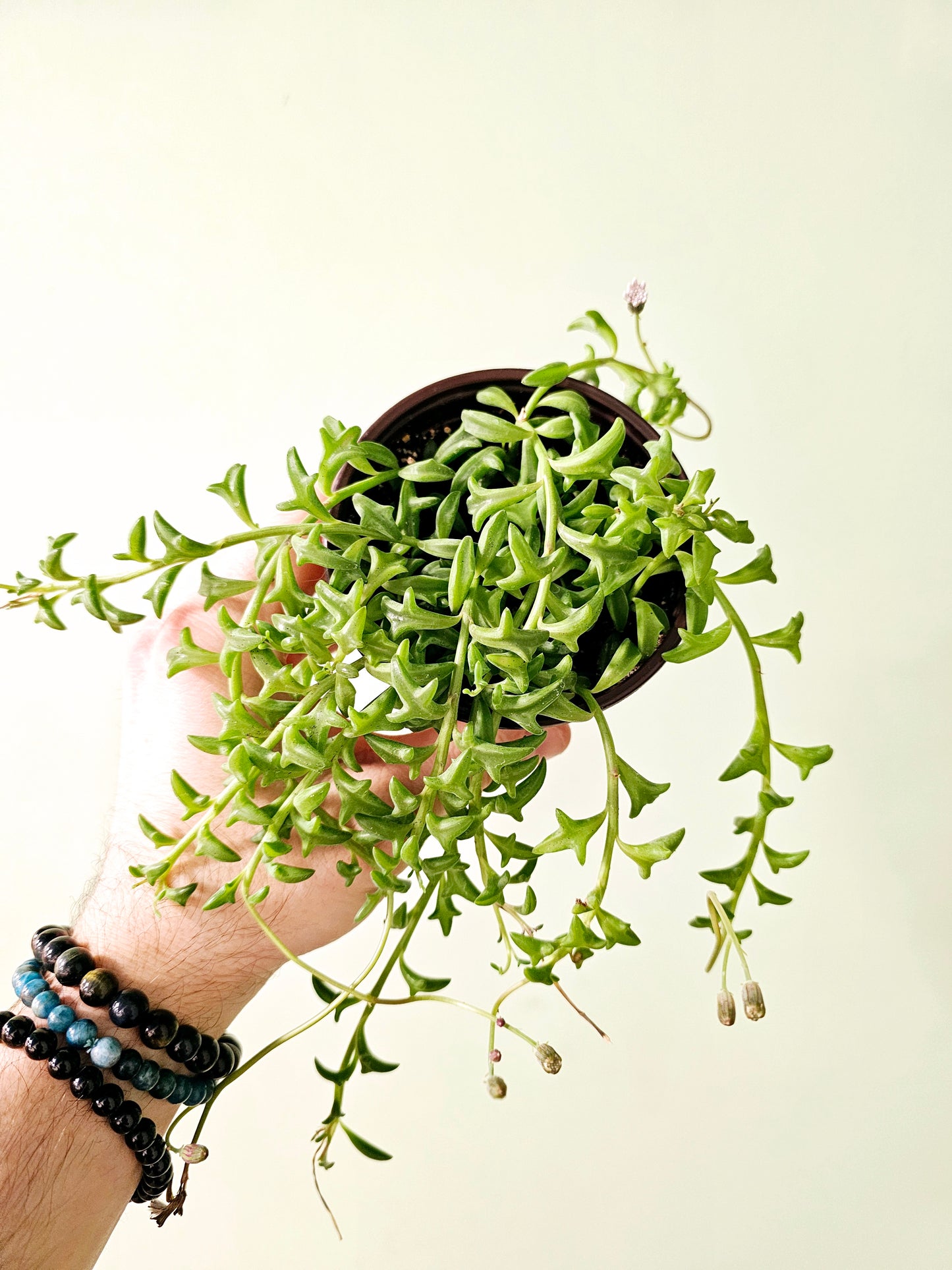 Senecio peregrinus "String of Dolphins" 4"