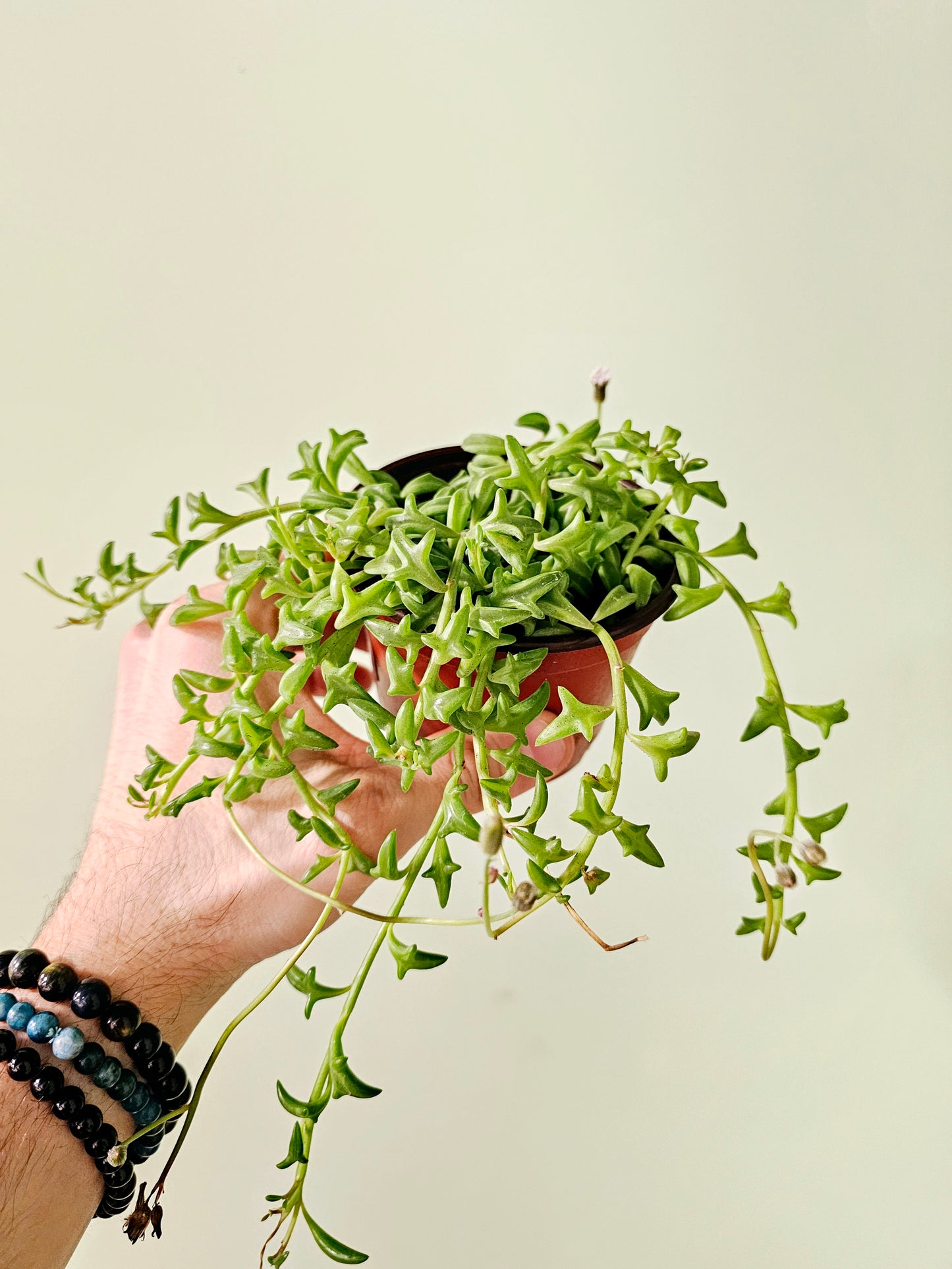 Senecio peregrinus "String of Dolphins" 4"