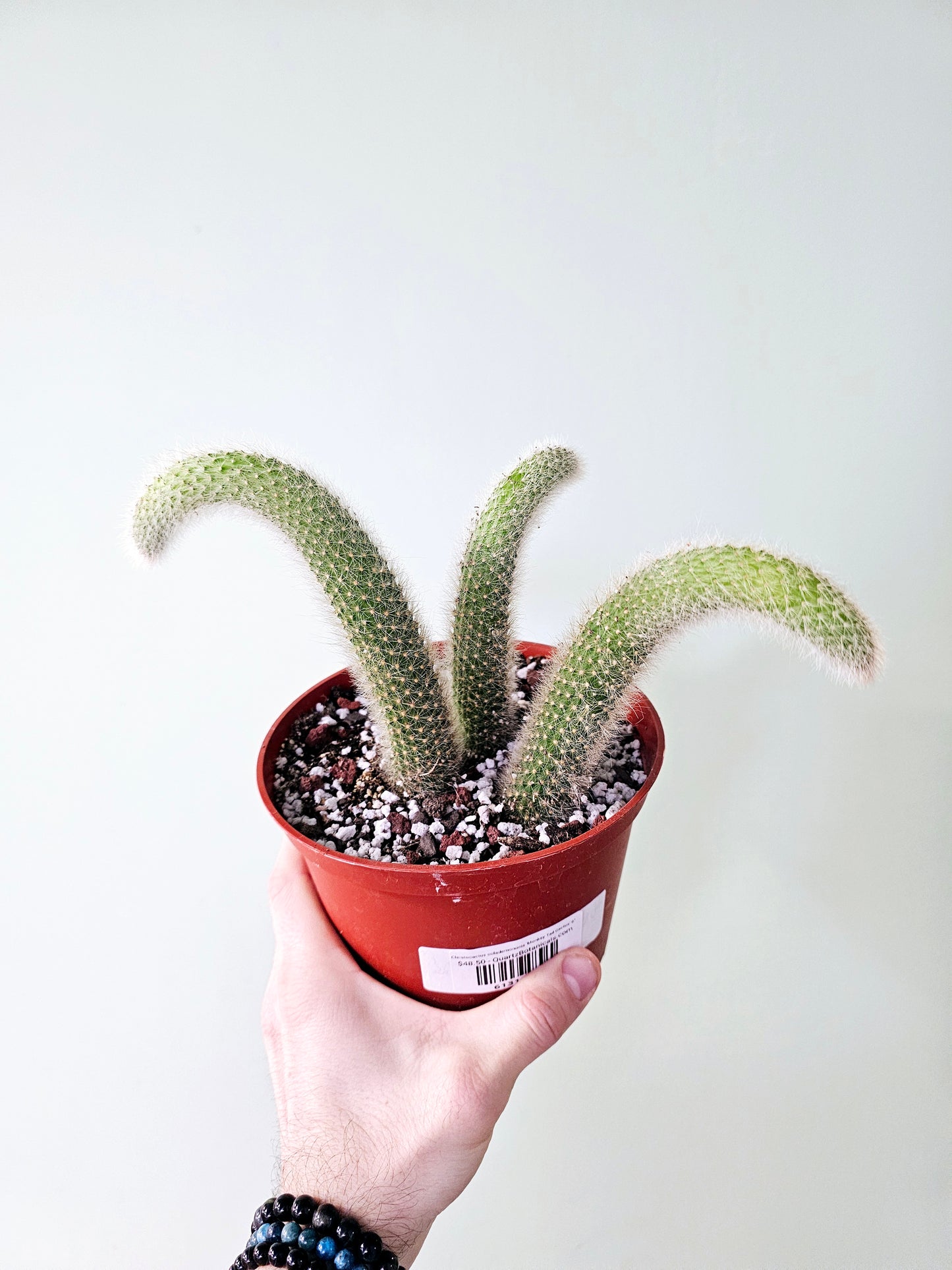 Cleistocactus colademononis 'Monkey Tail Cactus'