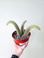 Cleistocactus colademononis 'Monkey Tail Cactus'