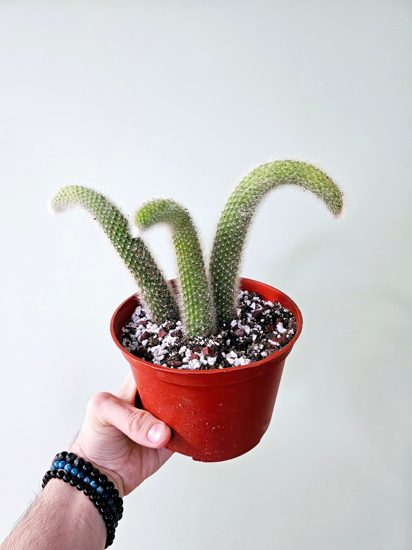 Cleistocactus colademononis 'Monkey Tail Cactus'