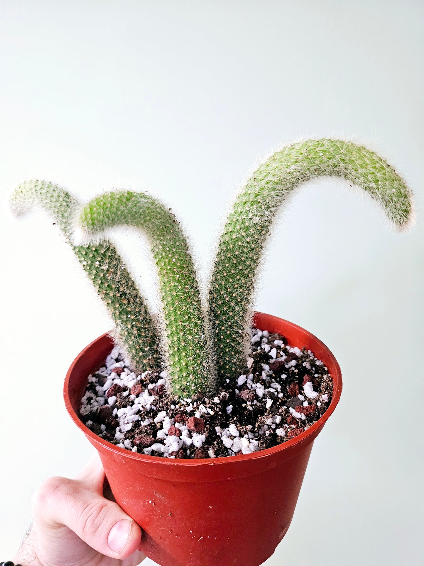 Cleistocactus colademononis 'Monkey Tail Cactus'