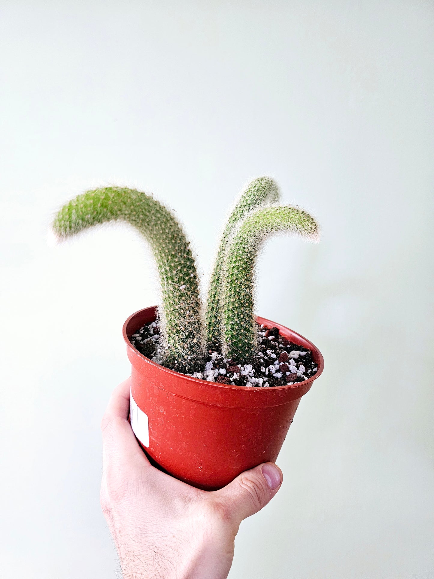 Cleistocactus colademononis 'Monkey Tail Cactus'