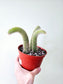 Cleistocactus colademononis 'Monkey Tail Cactus'