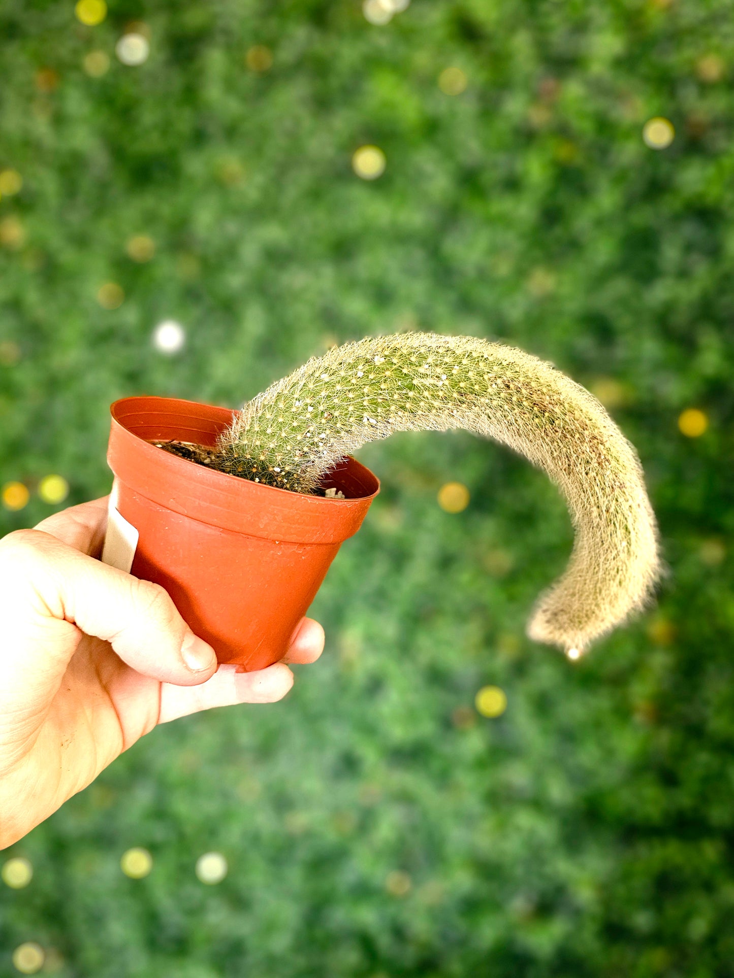 Cleistocactus colademononis 'Monkey Tail Cactus'