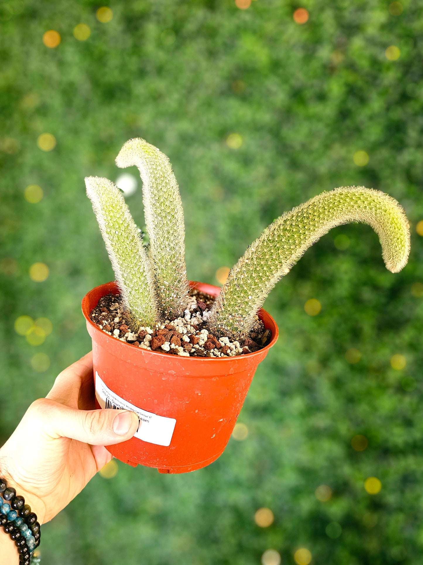 Cleistocactus colademononis 'Monkey Tail Cactus'