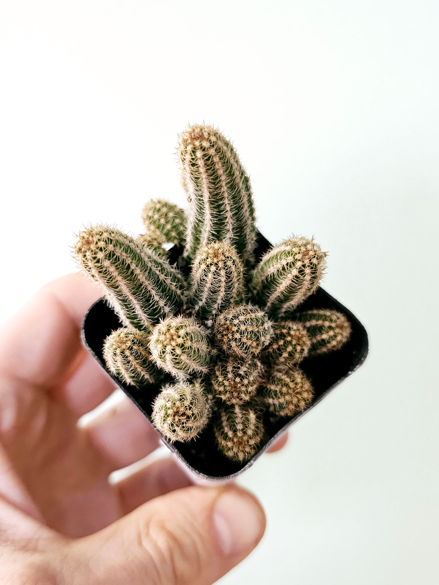 Echinopsis chamaecereus "Peanut Cactus" 2"