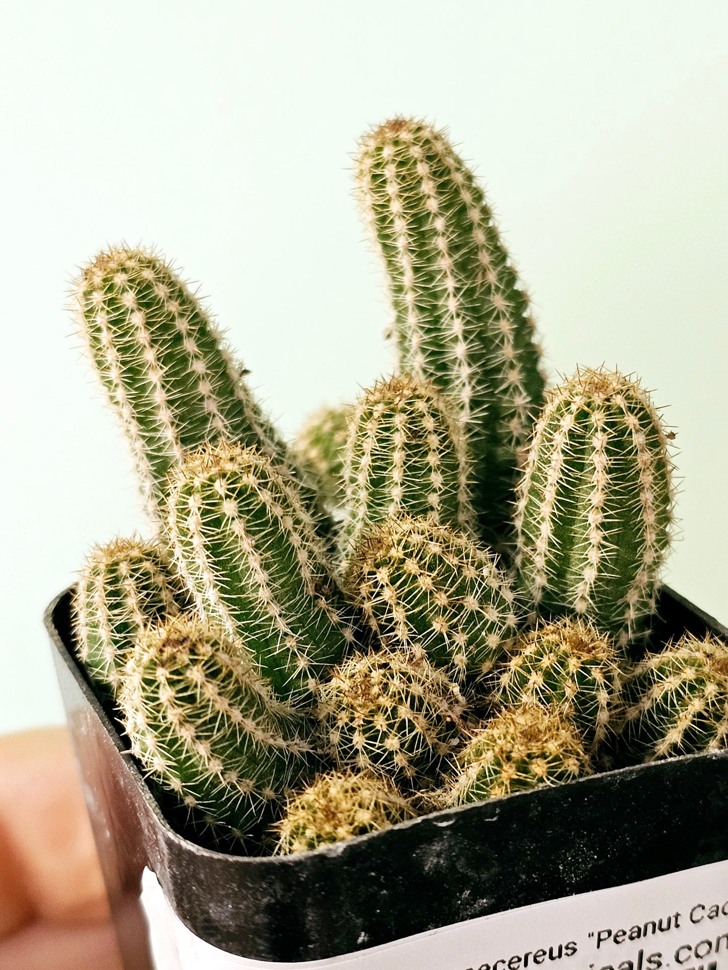 Echinopsis chamaecereus "Peanut Cactus" 2"