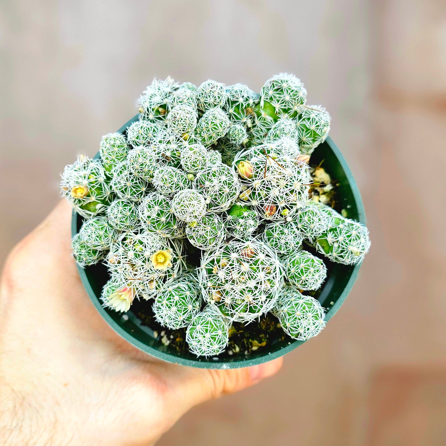 Mammillaria gracilis fragilis "Thimble Cactus" 4"