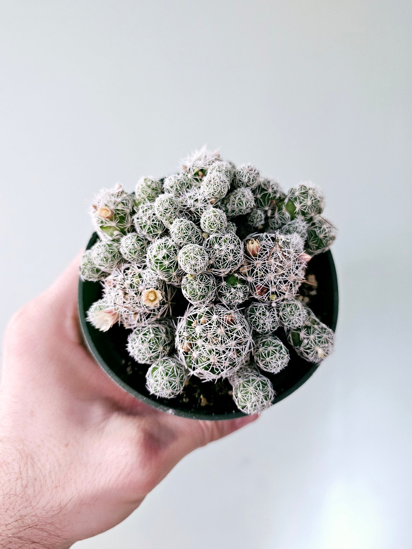 Mammillaria gracilis fragilis "Thimble Cactus" 4"