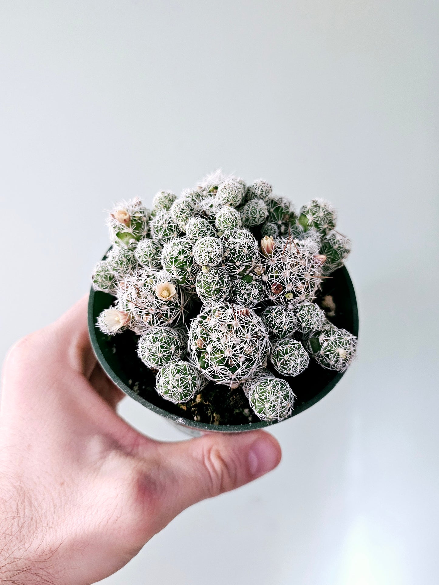 Mammillaria gracilis fragilis "Thimble Cactus" 4"