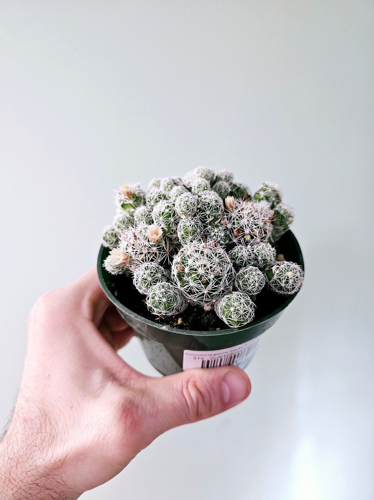 Mammillaria gracilis fragilis "Thimble Cactus" 4"