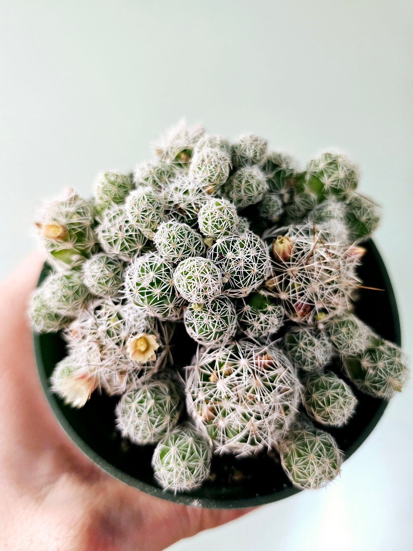 Mammillaria gracilis fragilis "Thimble Cactus" 4"