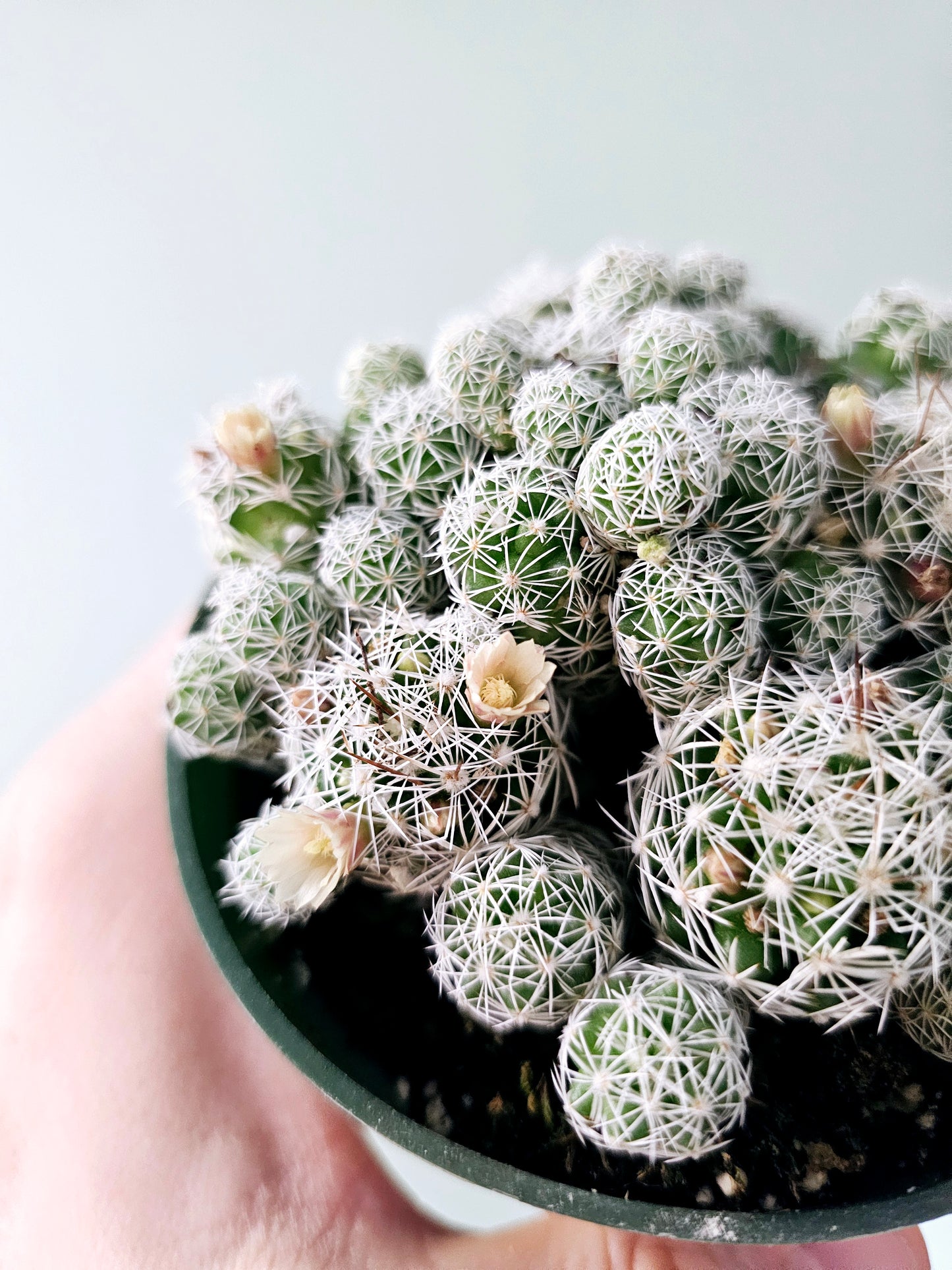 Mammillaria gracilis fragilis "Thimble Cactus" 4"