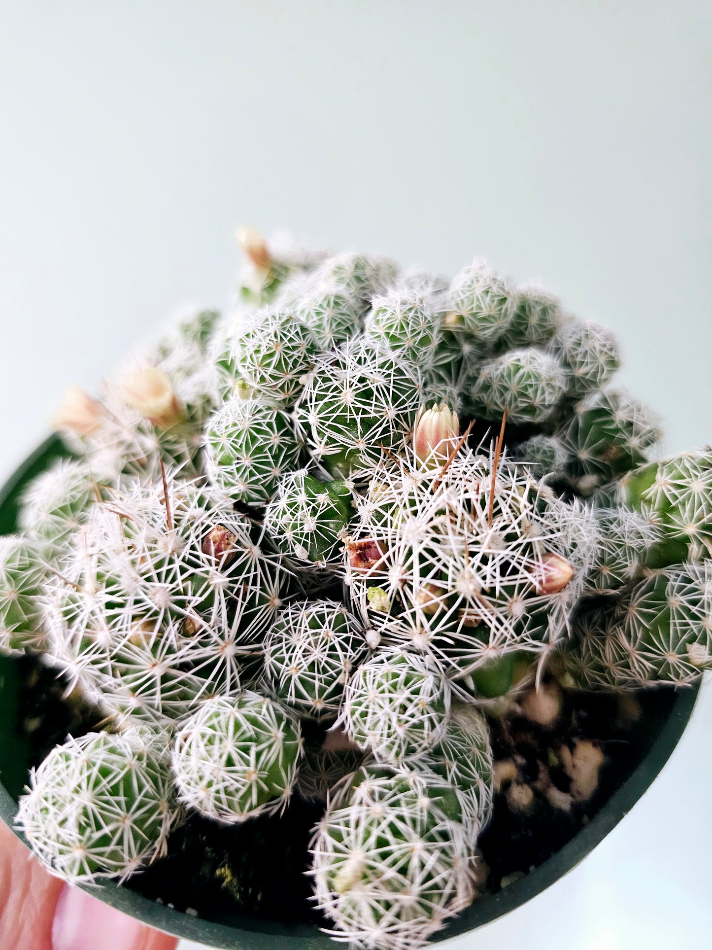 Mammillaria gracilis fragilis "Thimble Cactus" 4"