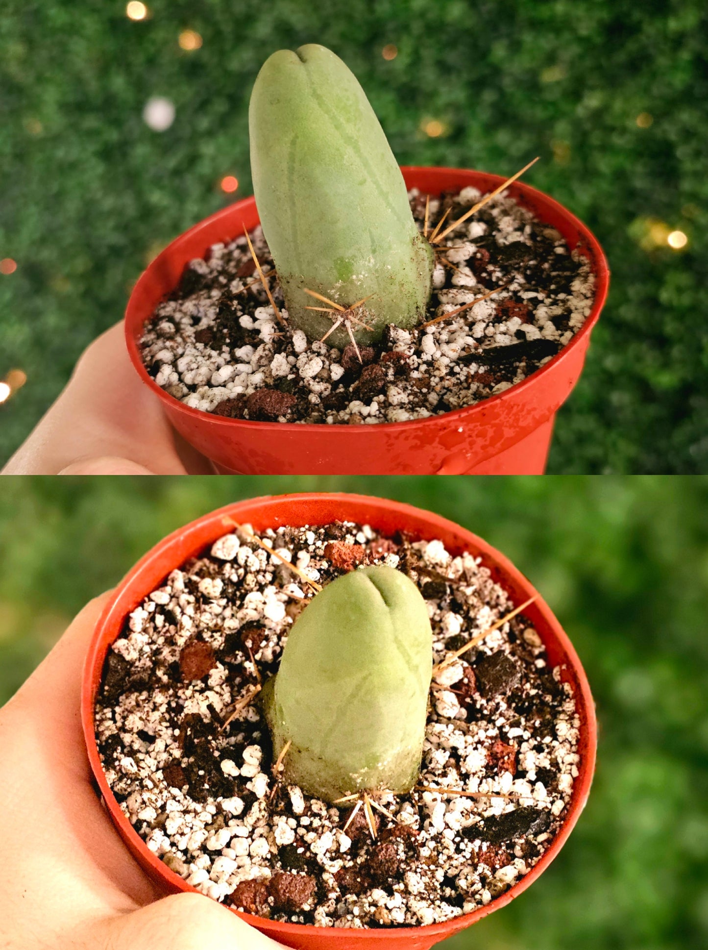 Trichocereus bridgesii monstrose "Penis Cactus" 4"