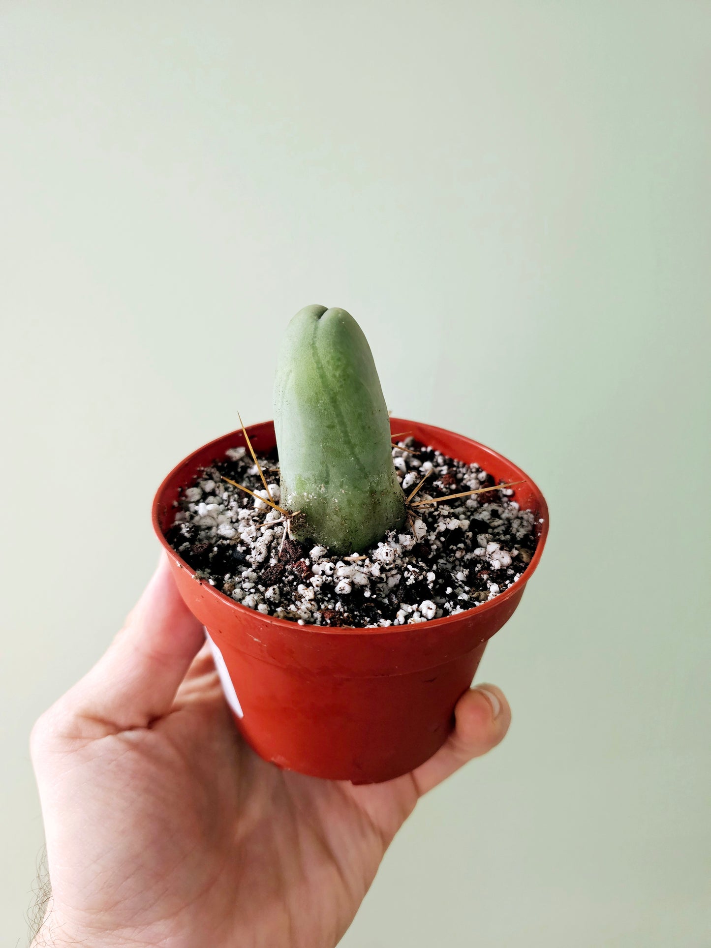 Trichocereus bridgesii monstrose "Penis Cactus" 4"