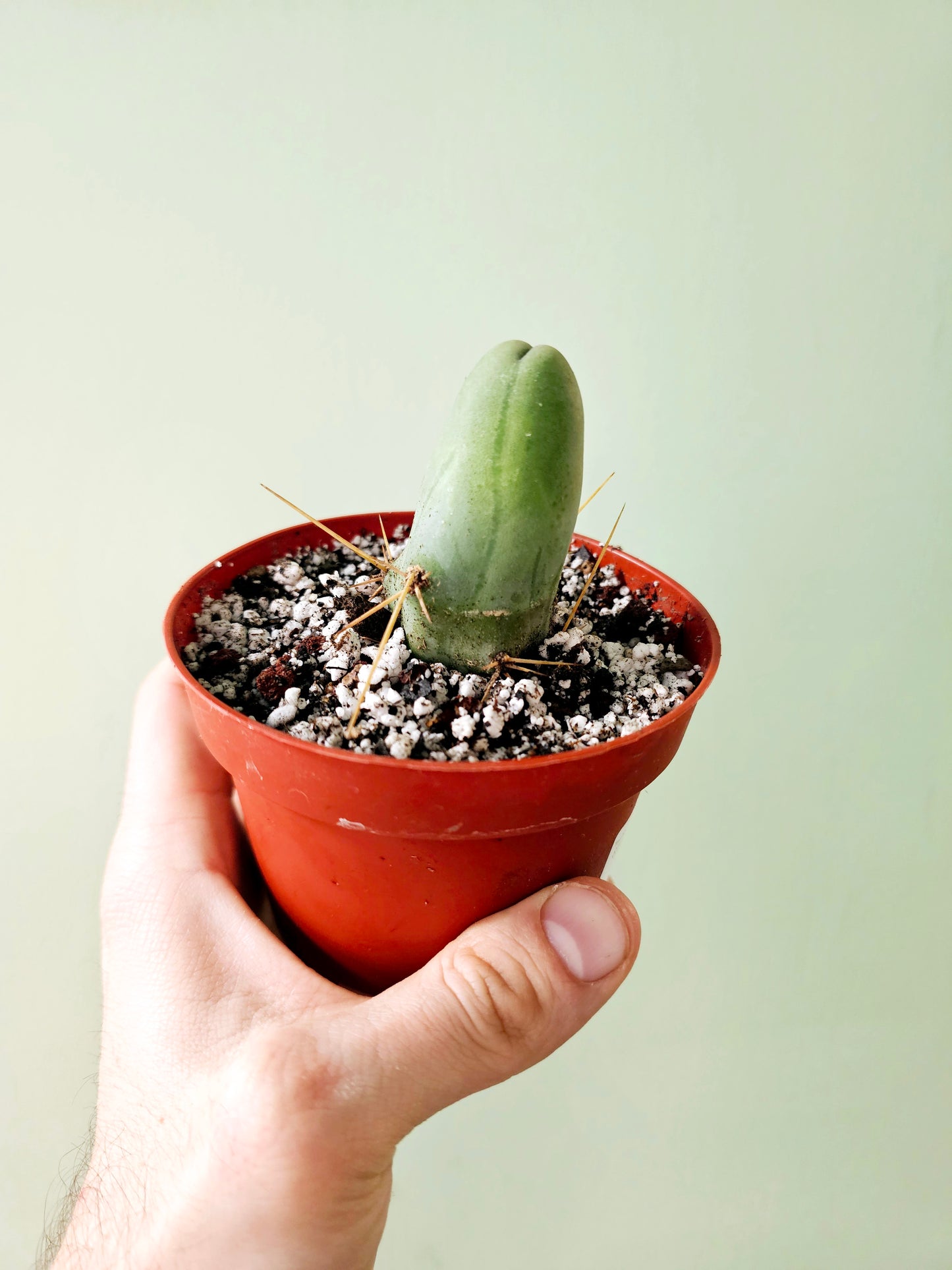 Trichocereus bridgesii monstrose "Penis Cactus" 4"