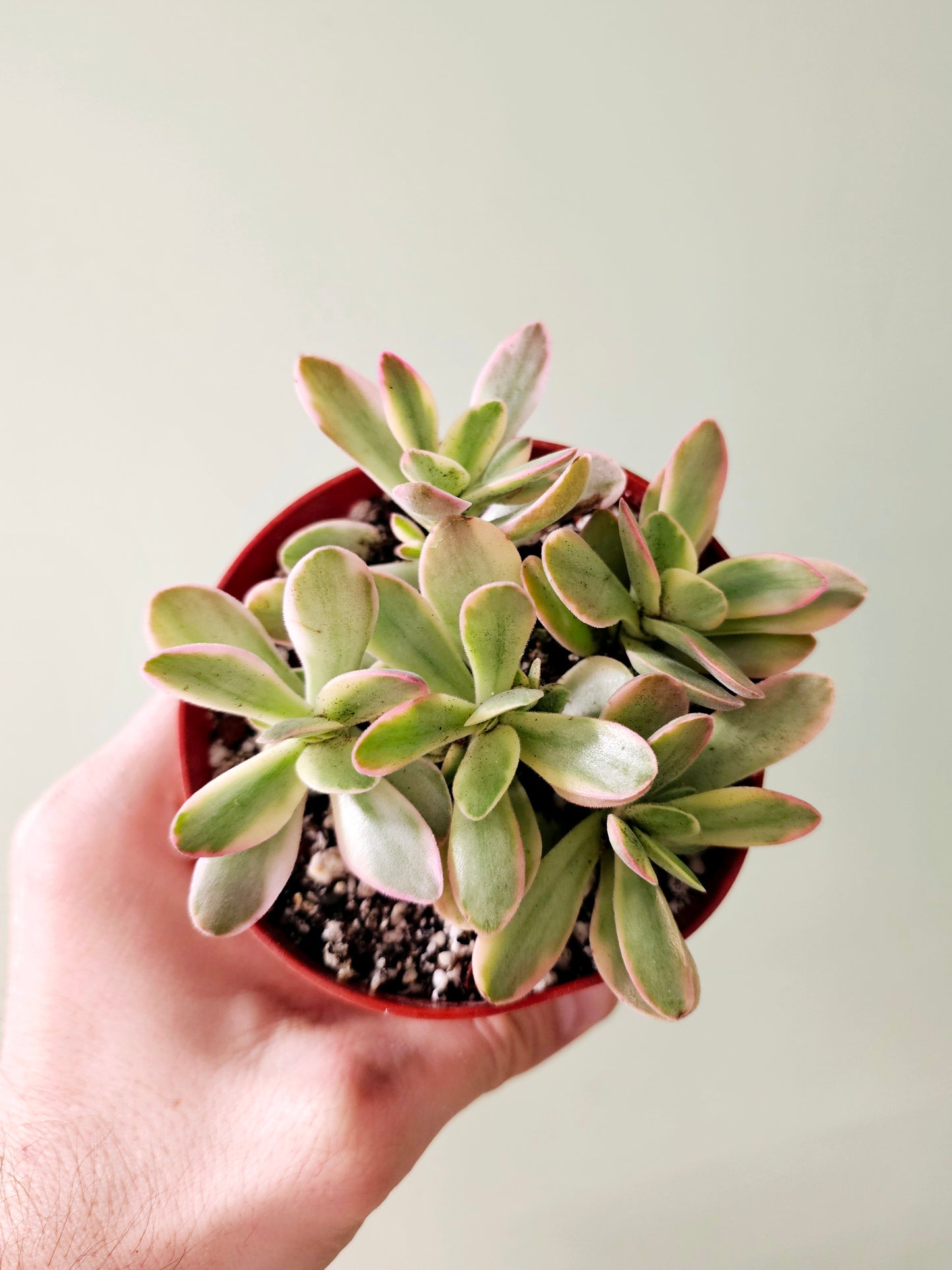 Crassula swaziensis Variegated "Money Maker Plant" Jade 4"